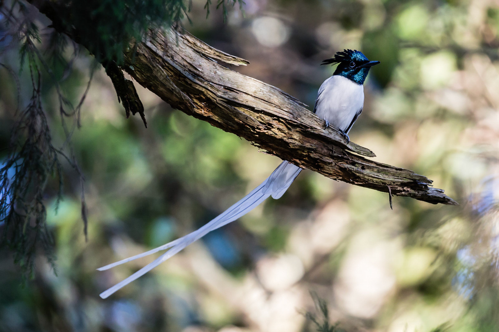 A male Asian Paradise-flycatcher perched on a branch at Nandi hills, Karnataka