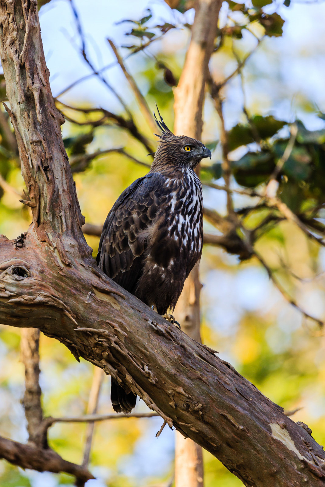 A Changeable Hawk eagle spotted at BR Hills, Karnataka