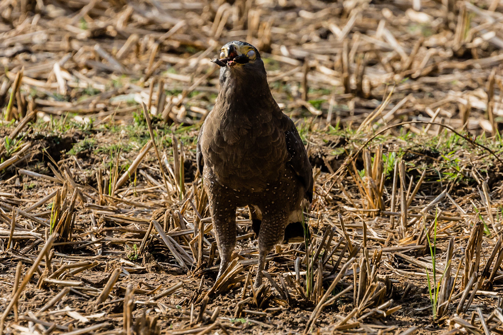 A Crested Serpent Eagle snacks at Dandeli Wildlife Sanctuary, Karnataka