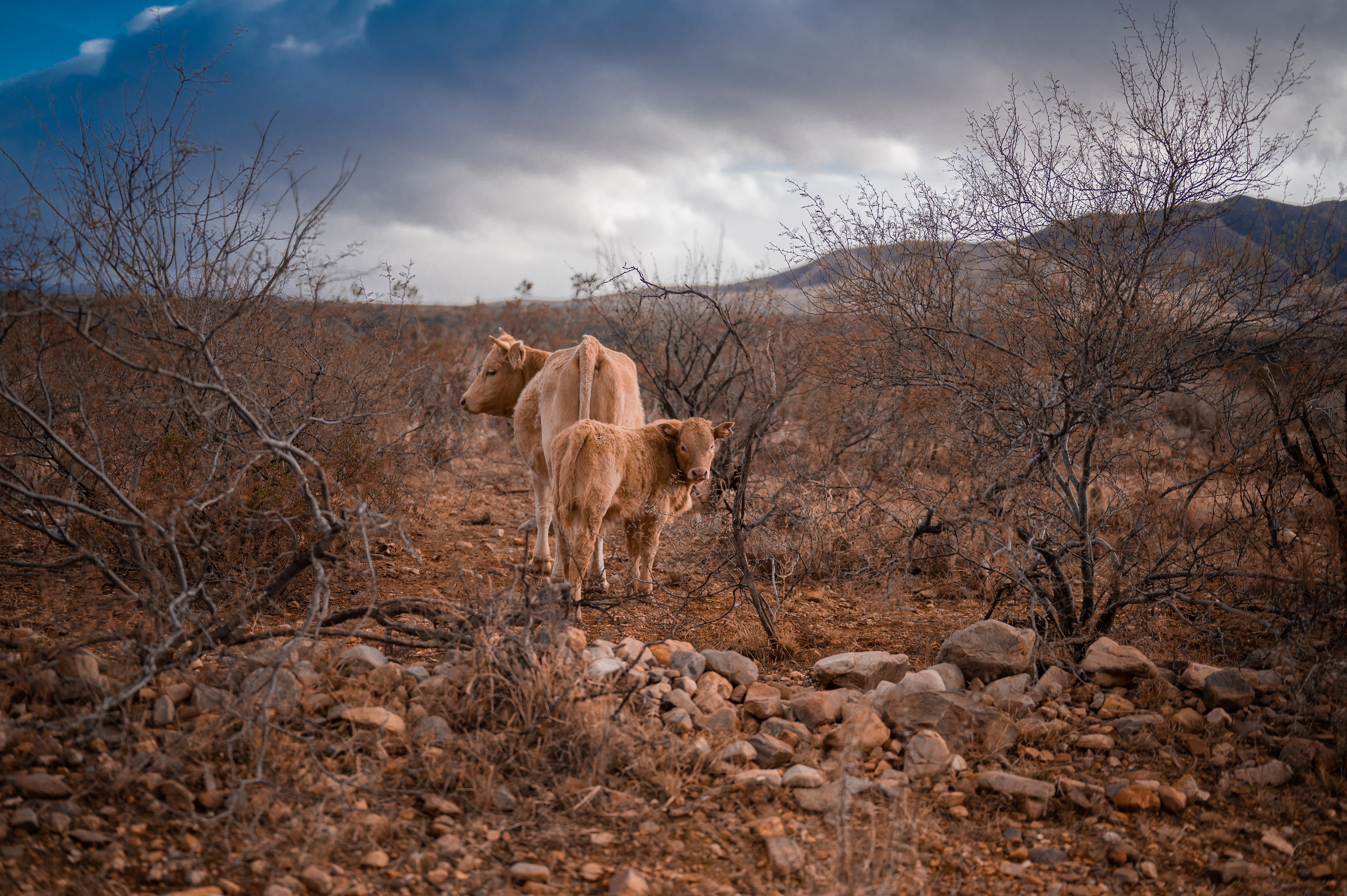 Open Range Cattle in the Catalina Foothills - Oracle, AZ
