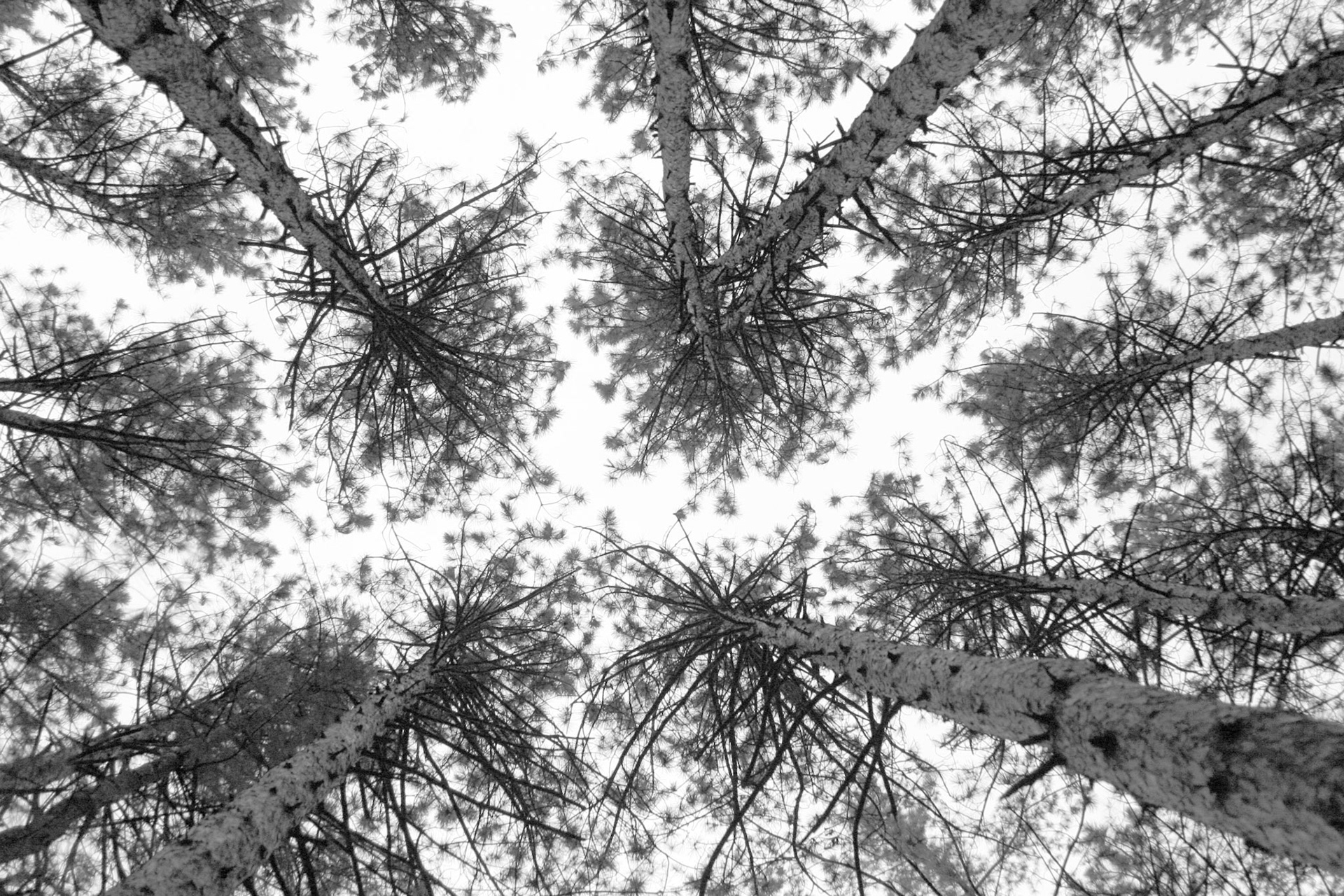 Pine Forest, Vermont