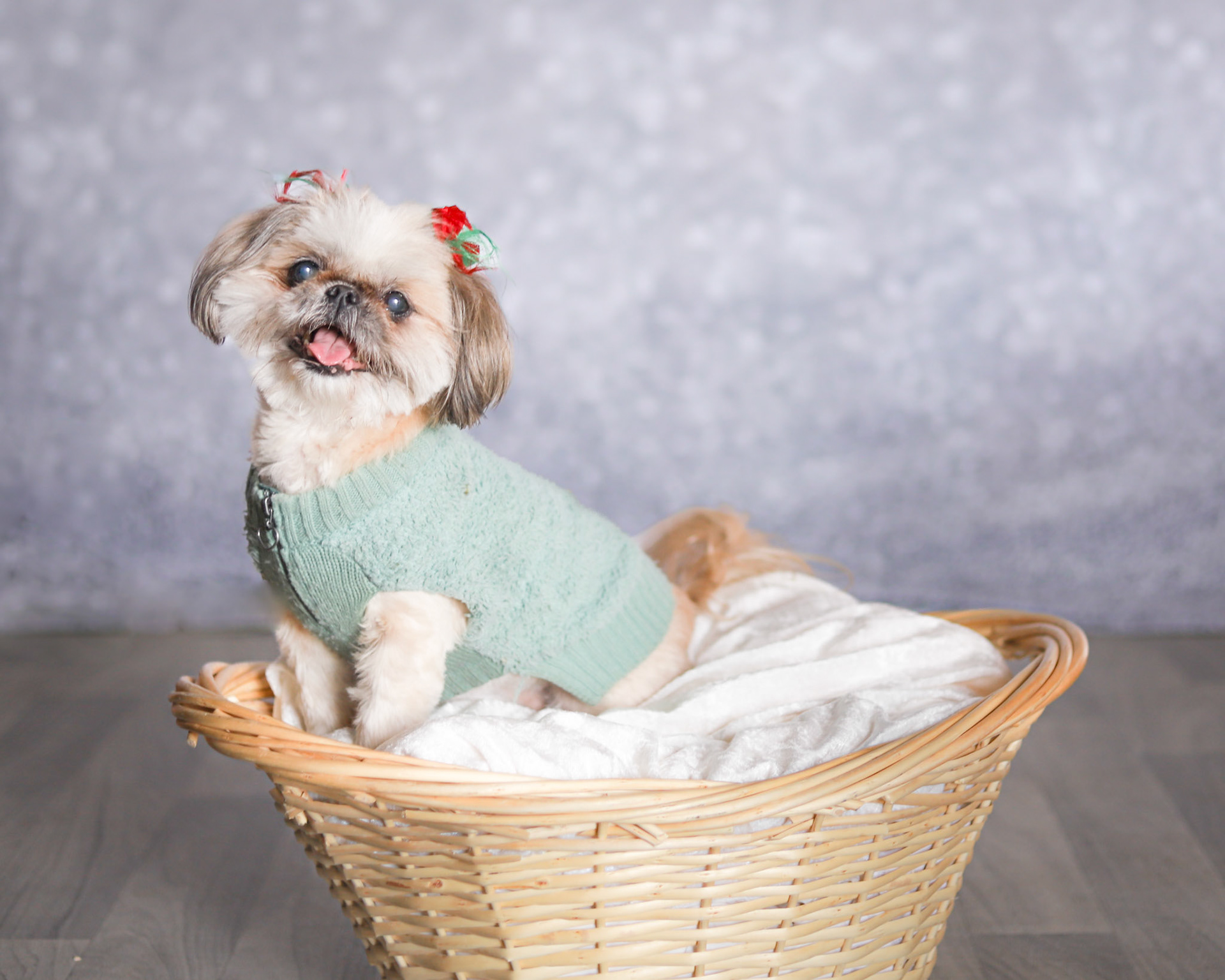 Pet Portraits