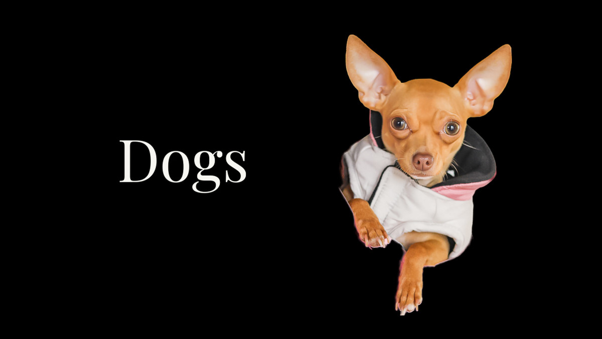 Little Chihuahua wears a pink and white bubble coat 