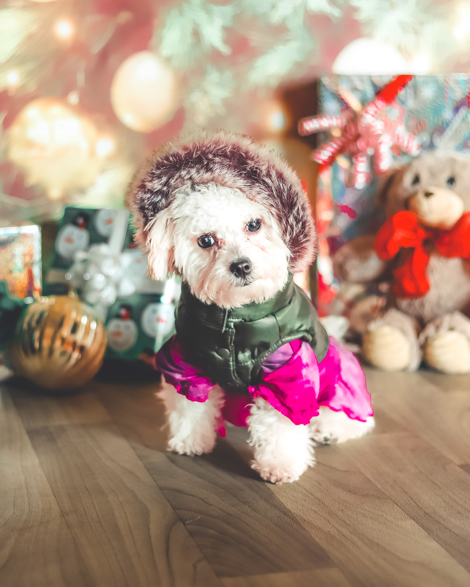 Professional Dog Portrait