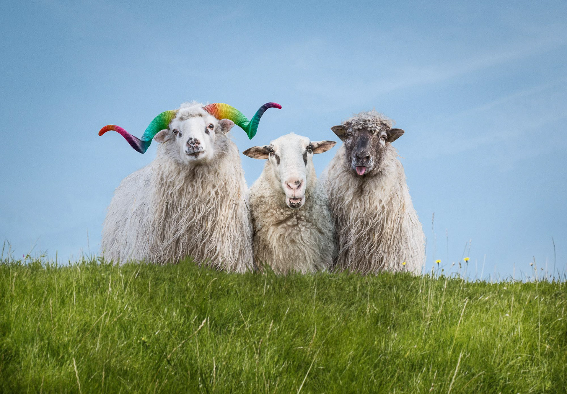 BÜNDNIS 90/DIE GRÜNEN SCHLESWIG HOLSTEIN: VIELFALT STATT EINFALT - DEICHSCHAFE