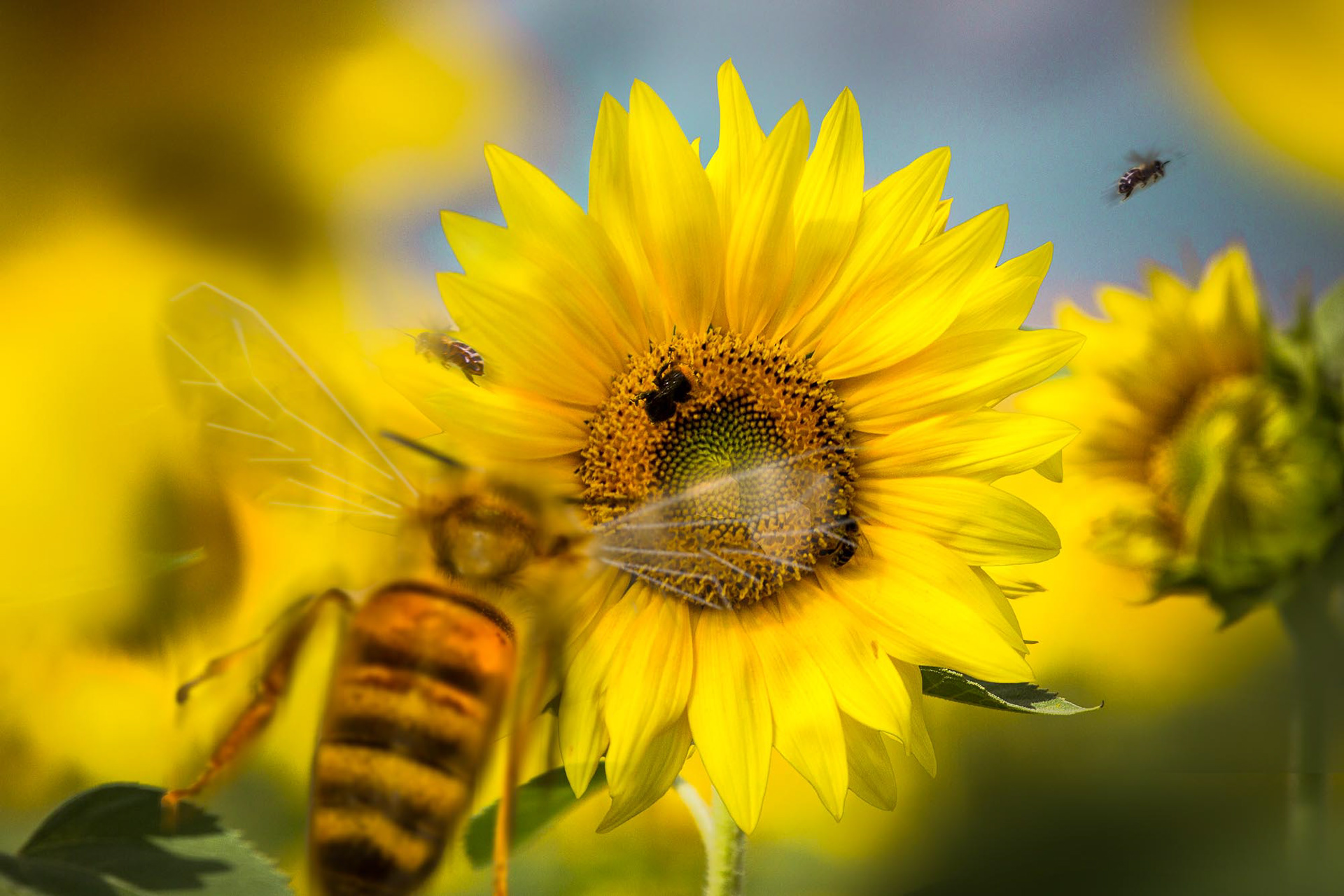 BÜNDNIS 90/DIE GRÜNEN SCHLESWIG HOLSTEIN: SUMM SUMM STATT BLA BLA 01