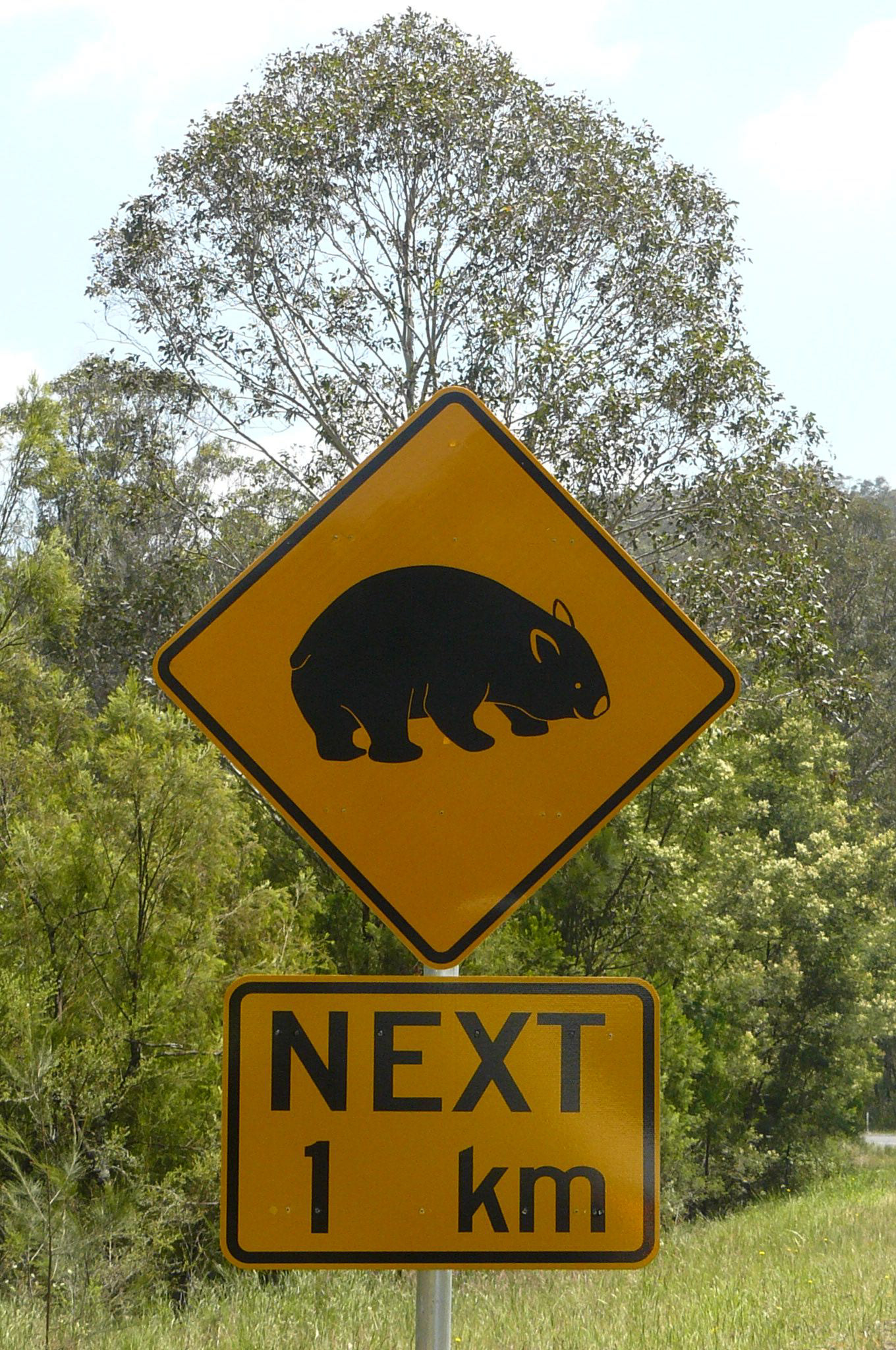 "I once ate a gummy worm melted onto a stone turtle." - E|B Afrowombatexperience