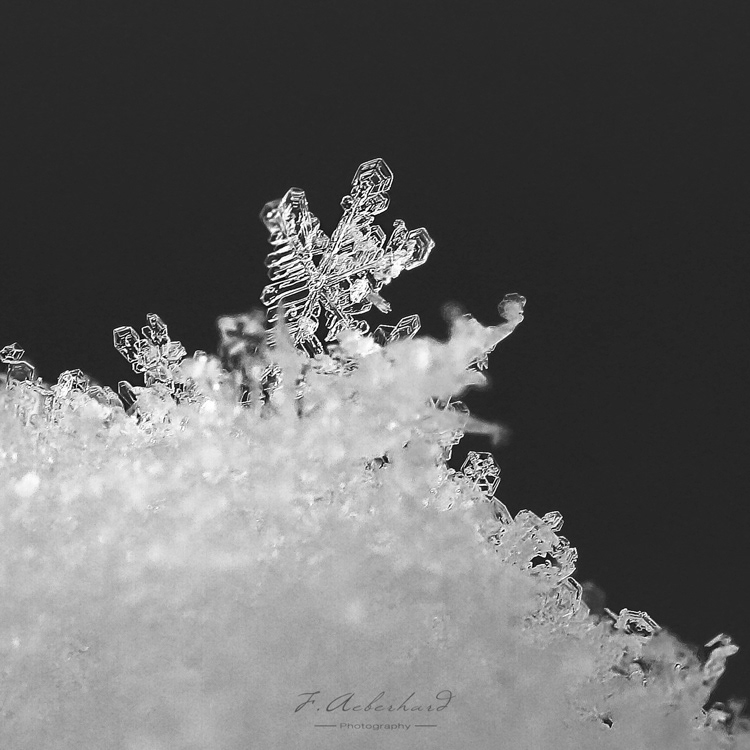 Délicatesse d'Hiver