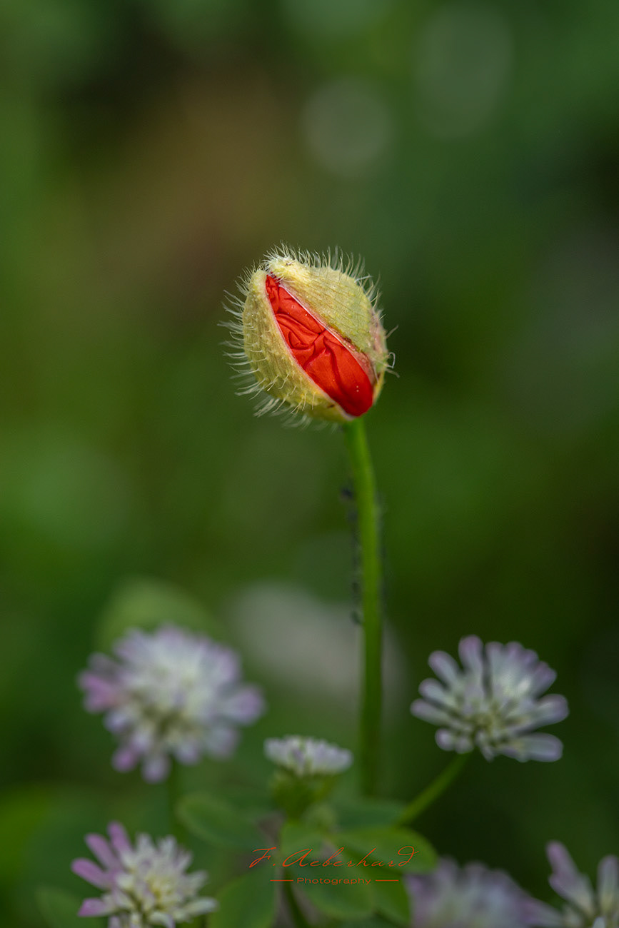 Quoquelicot en devenir