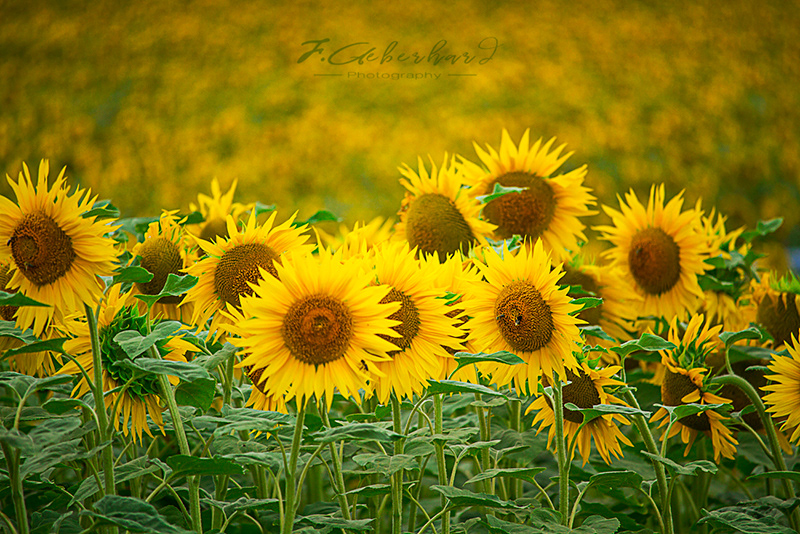 Plein de Soleil