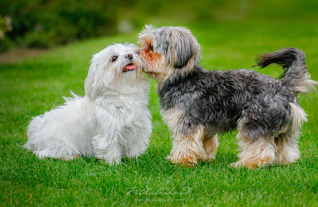 Oh oui...... un bisou!