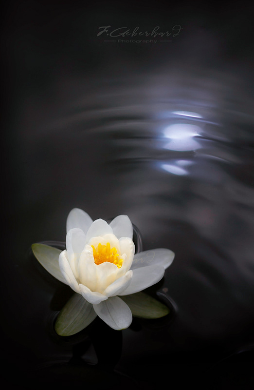 Ripples