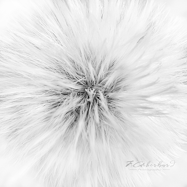 Taraxacum Hair