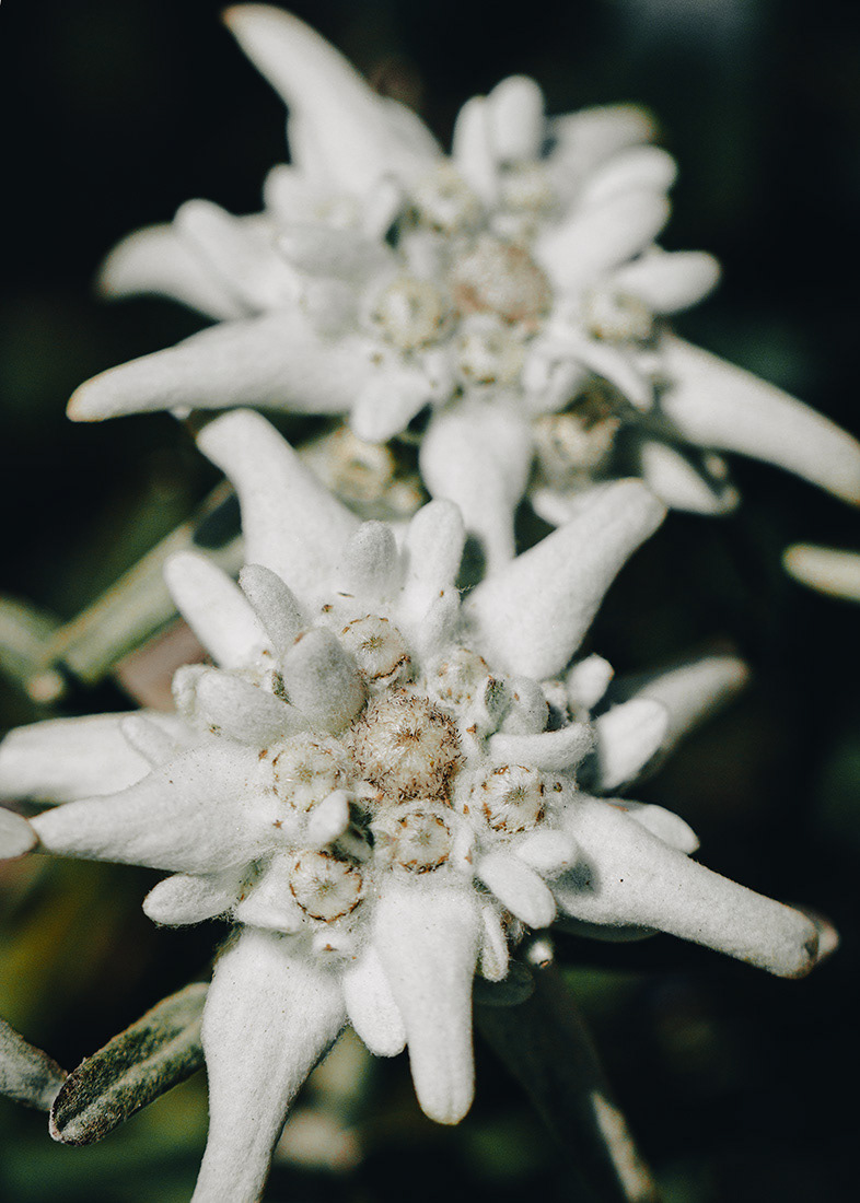 Edelweiss