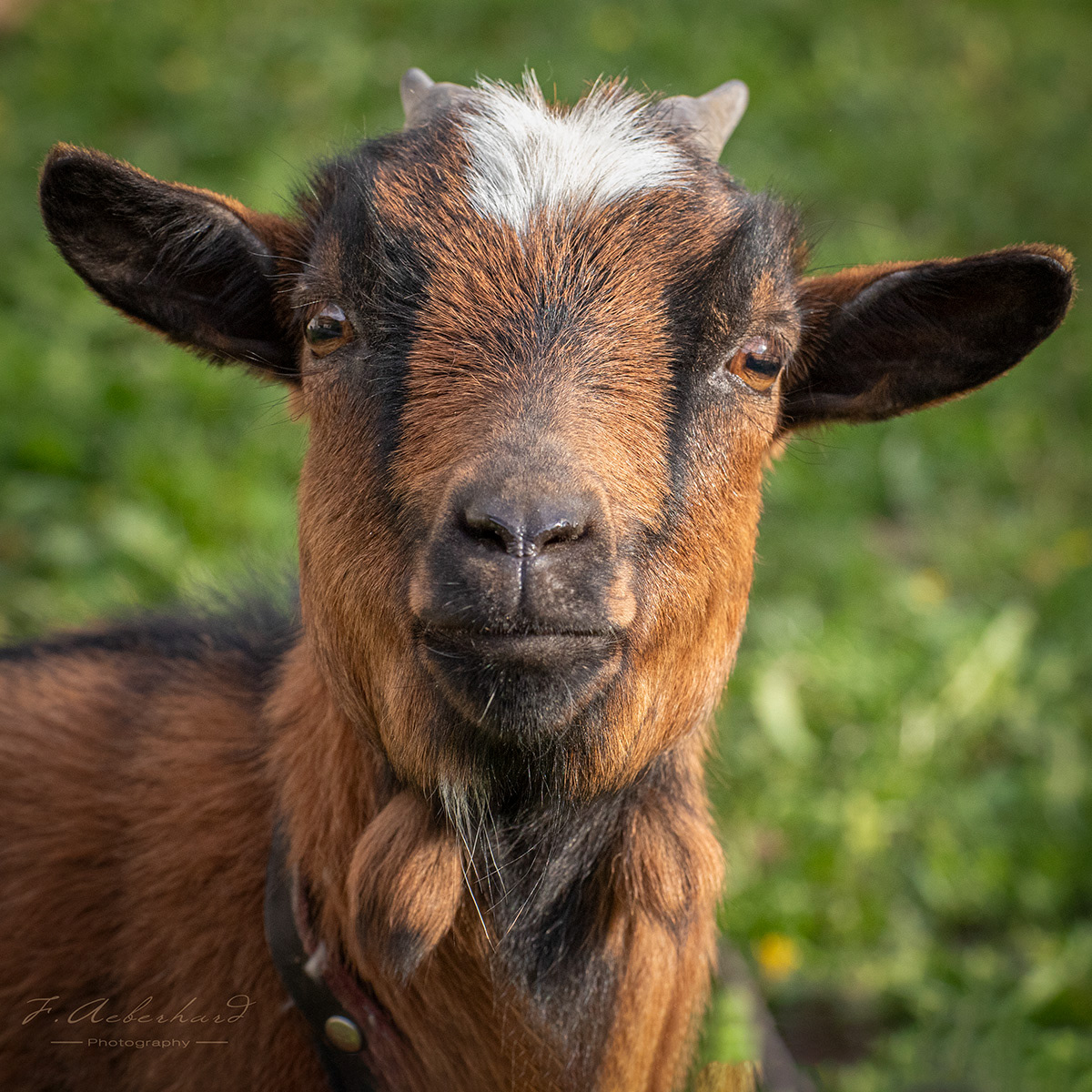 Portrait d'une Chèvre