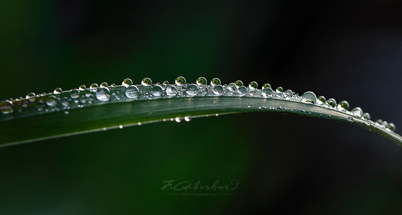 Billes de Pluie
