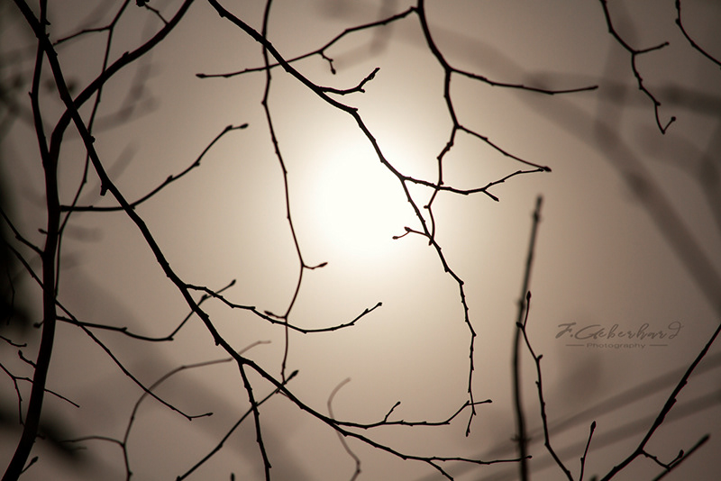 Ombres Chinoises