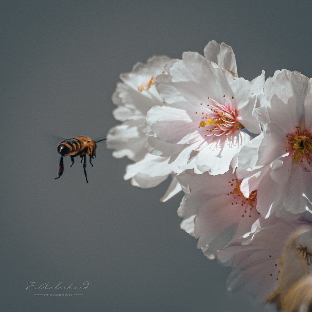 Abeille En Approche
