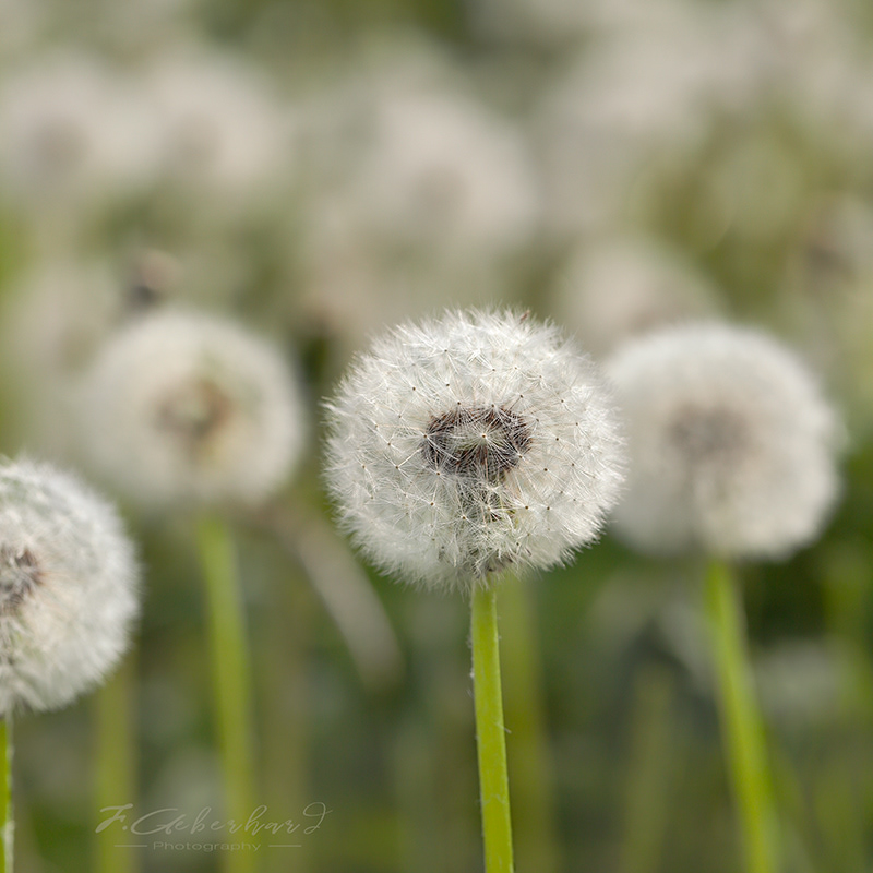 Fleur de Pissenlit - C'est le pompon!
