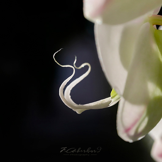 Orchid Signature