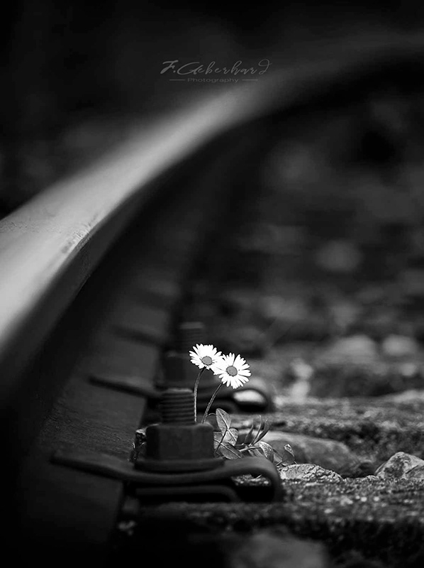 Life is Stronger