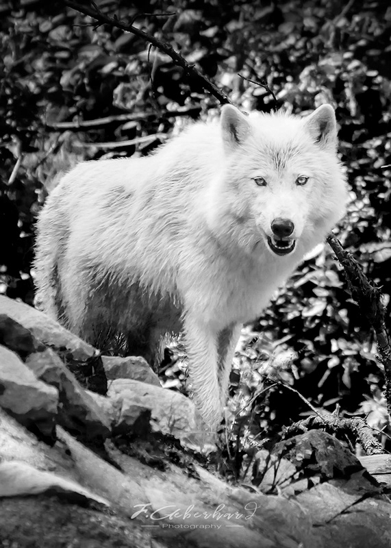 White Wild