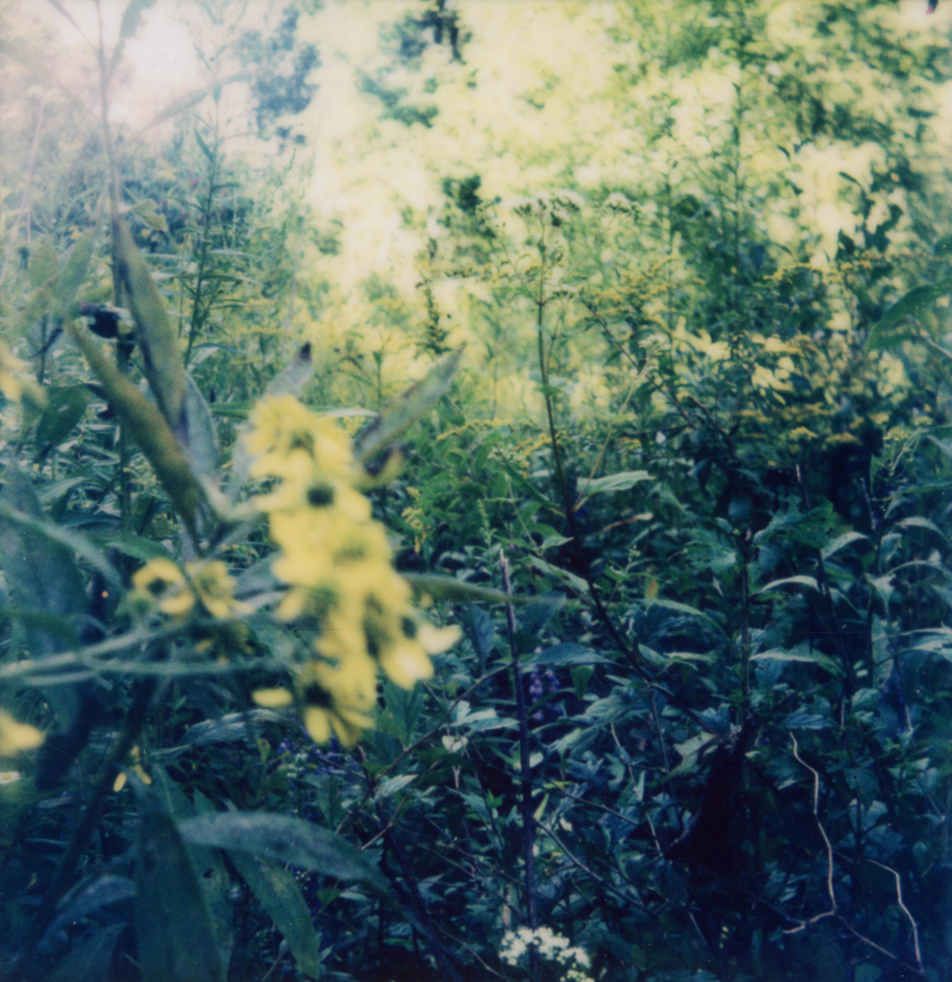 Polaroid 600 film - A hike in the woods