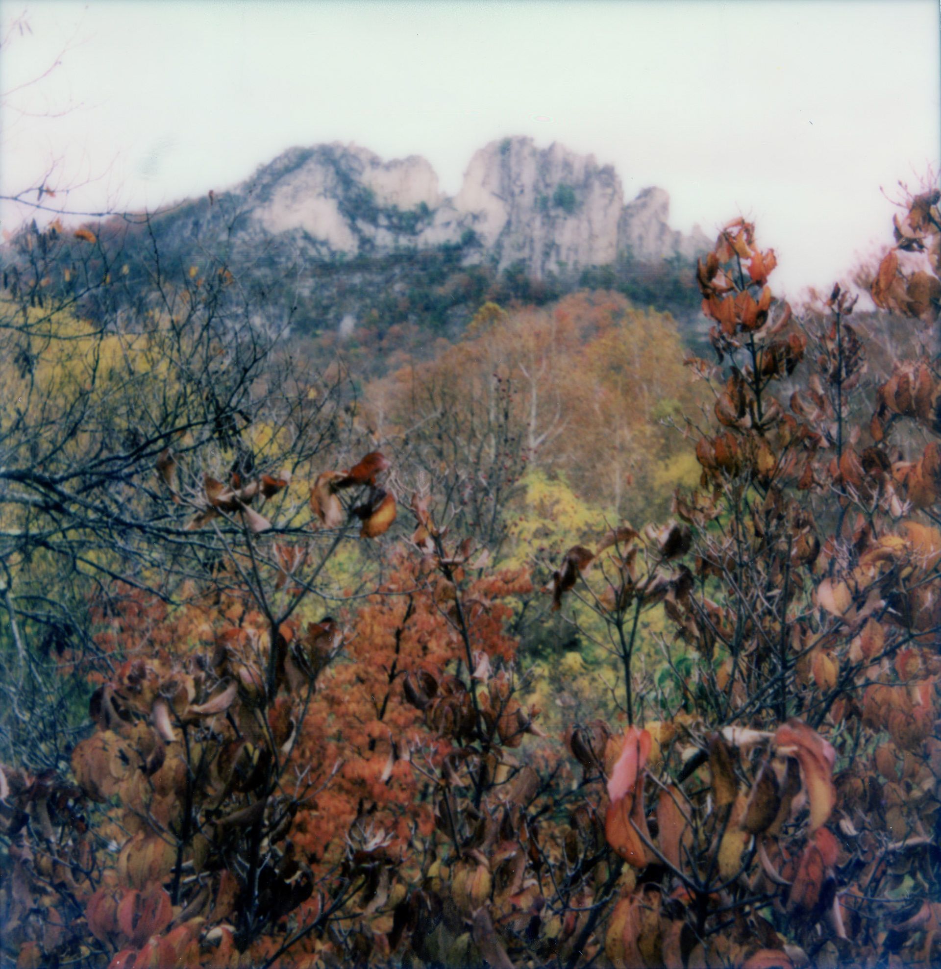 Polaroid 600 film - Seneca Rocks in October