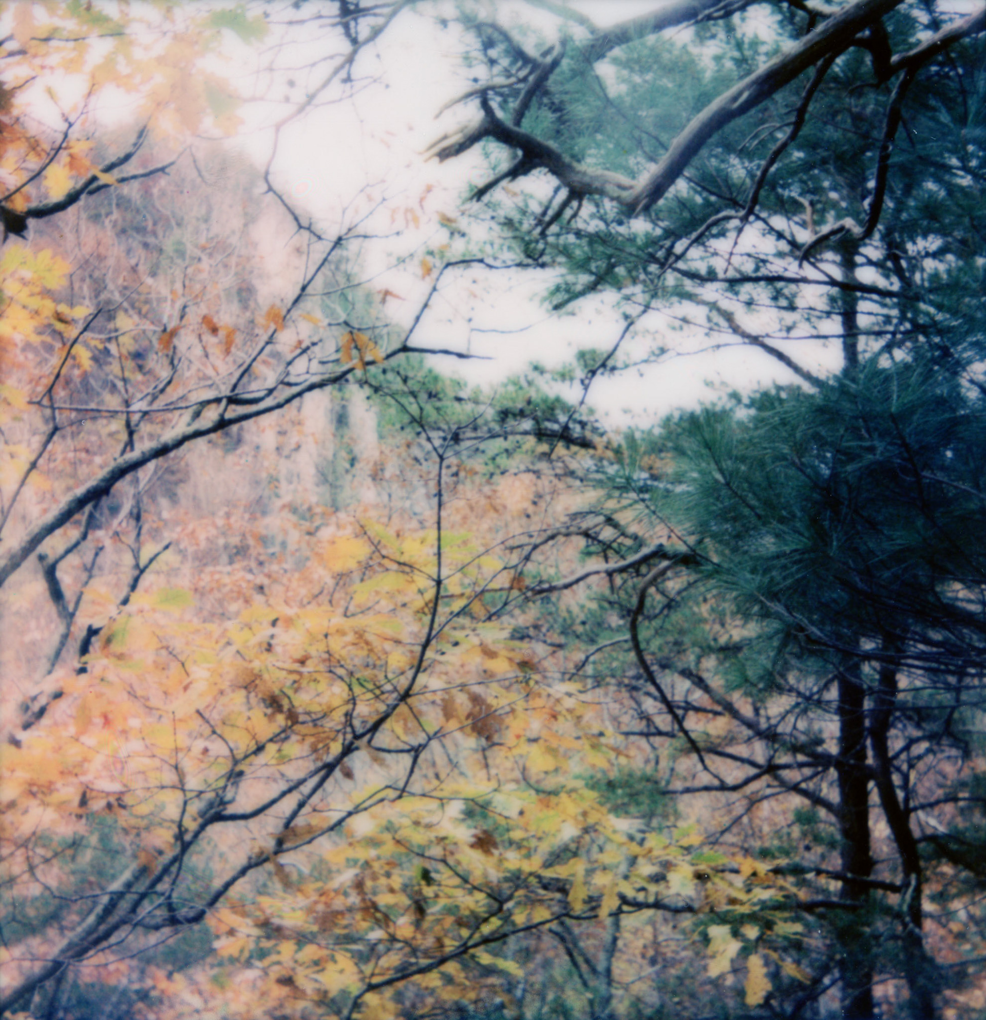 Polaroid 600 film - Seneca Rocks in October