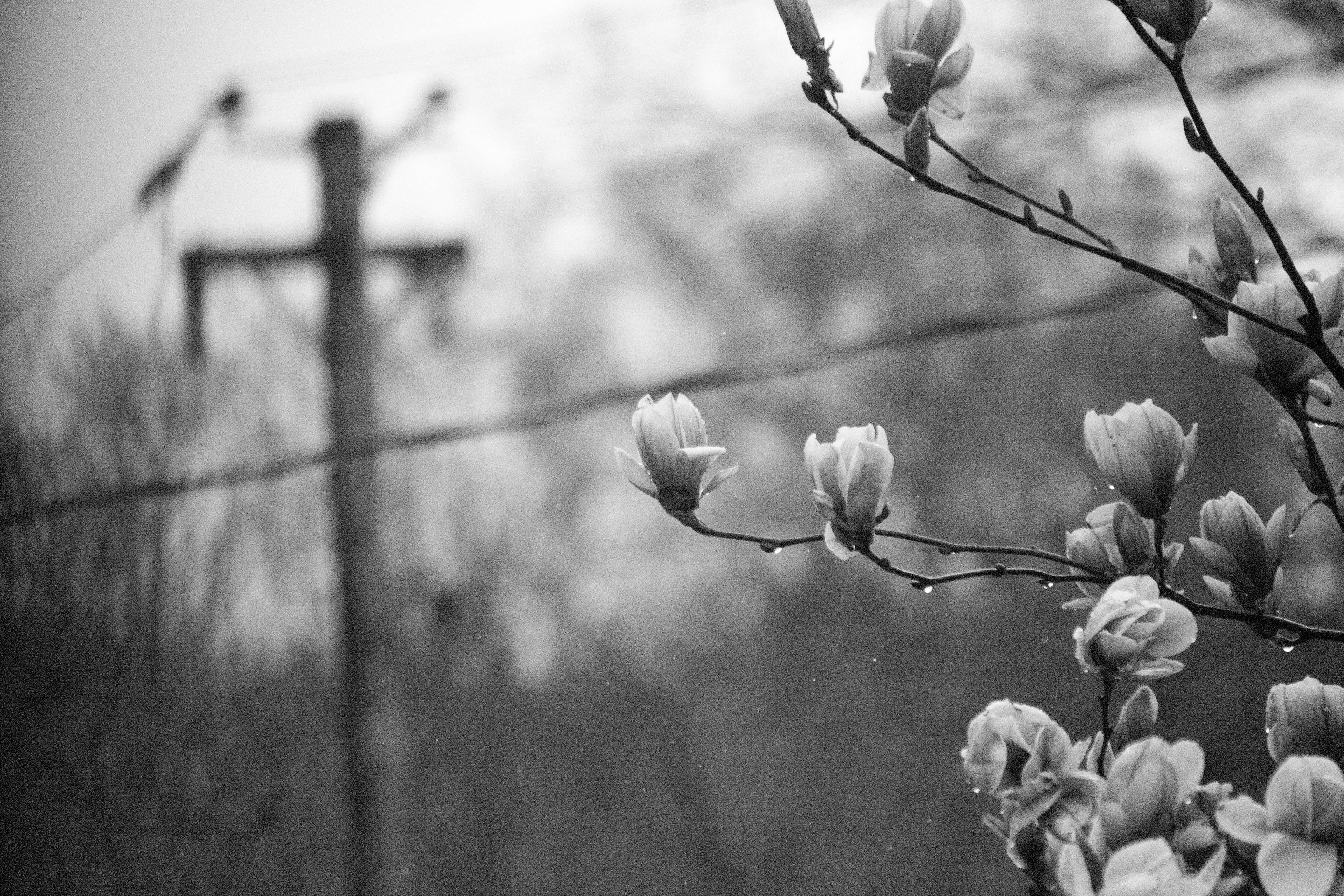 Rainwater, 2012.
