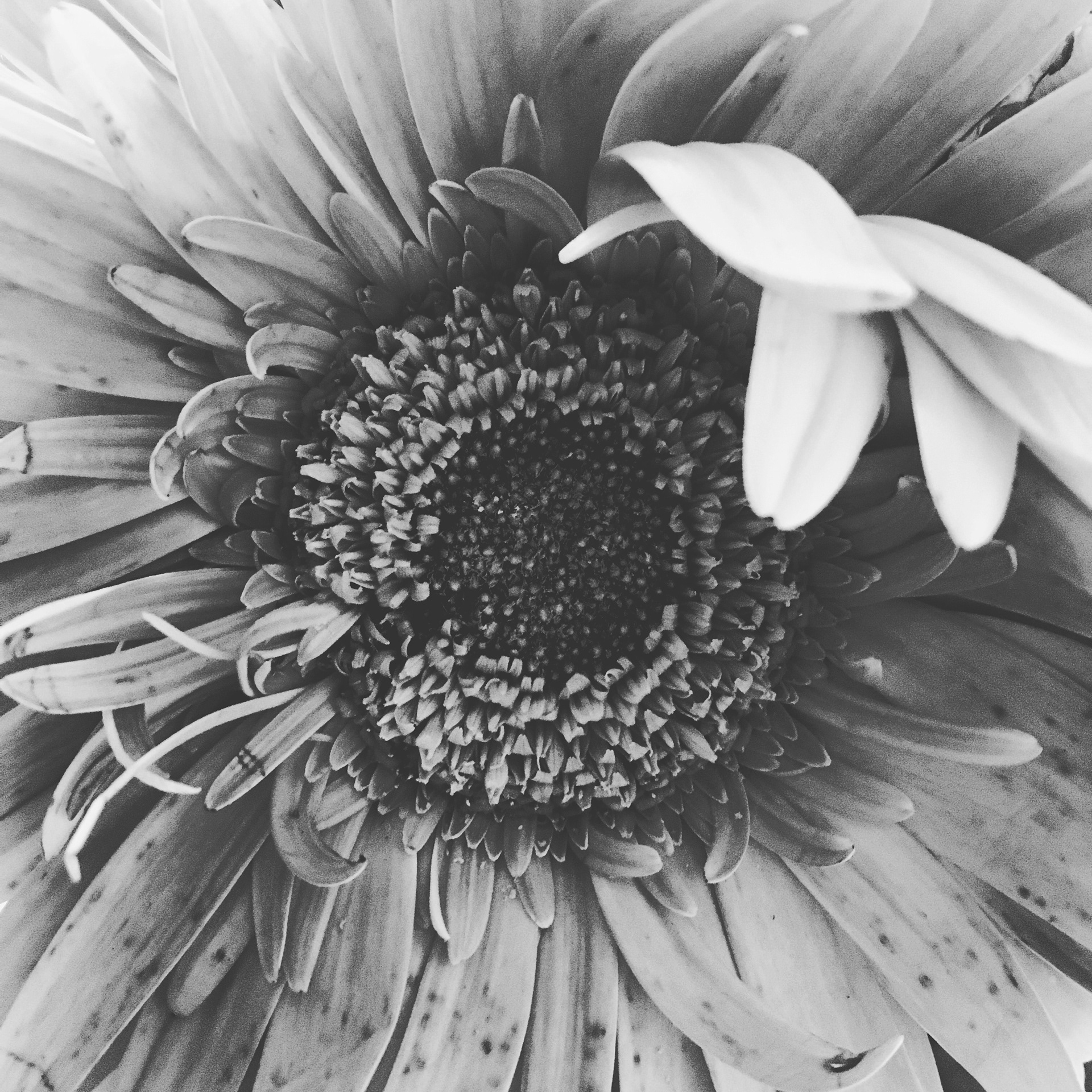 Sunflower, 2013.