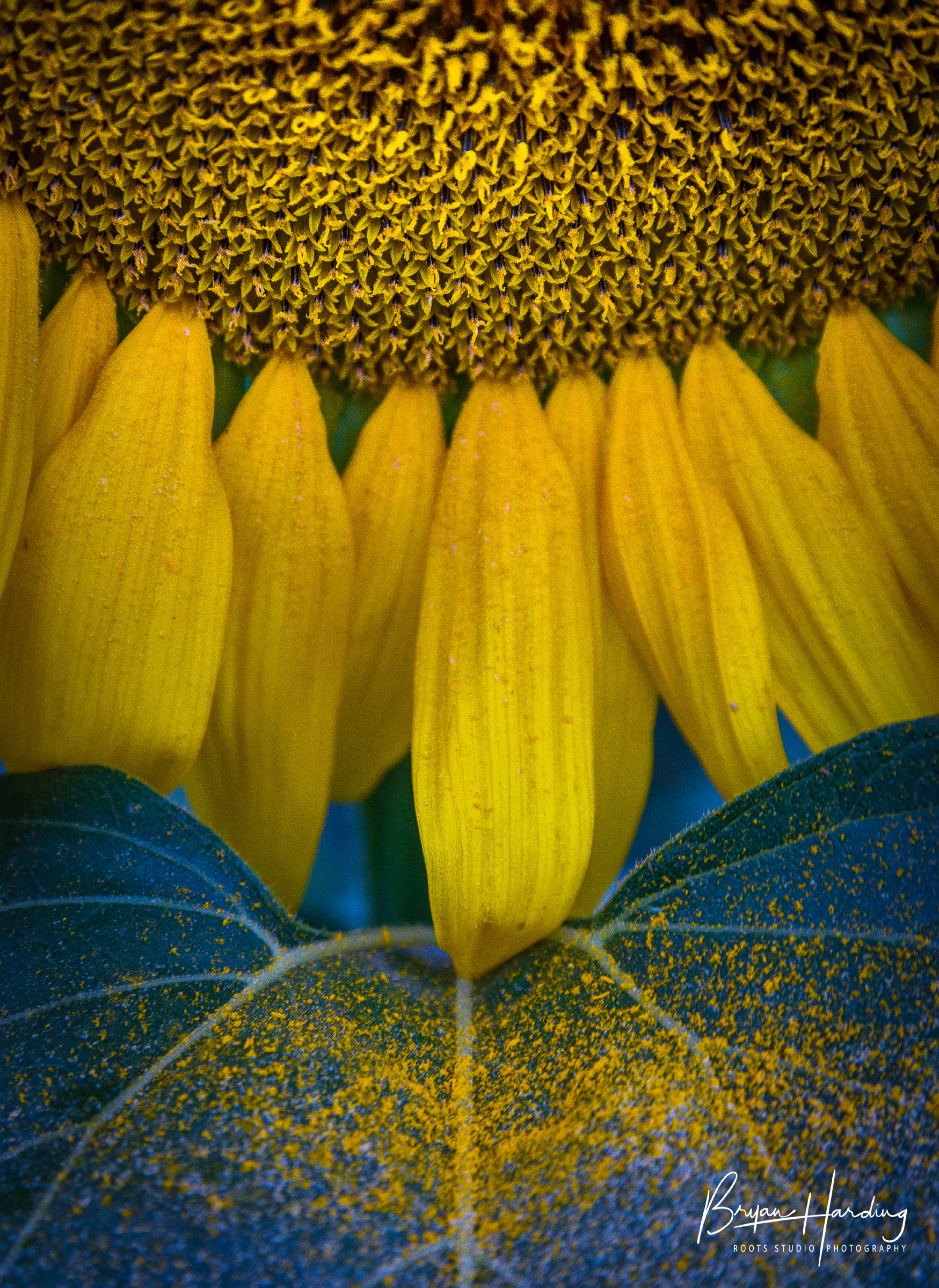 "Sunflower Fairy Dust" - Weld County, Colorado