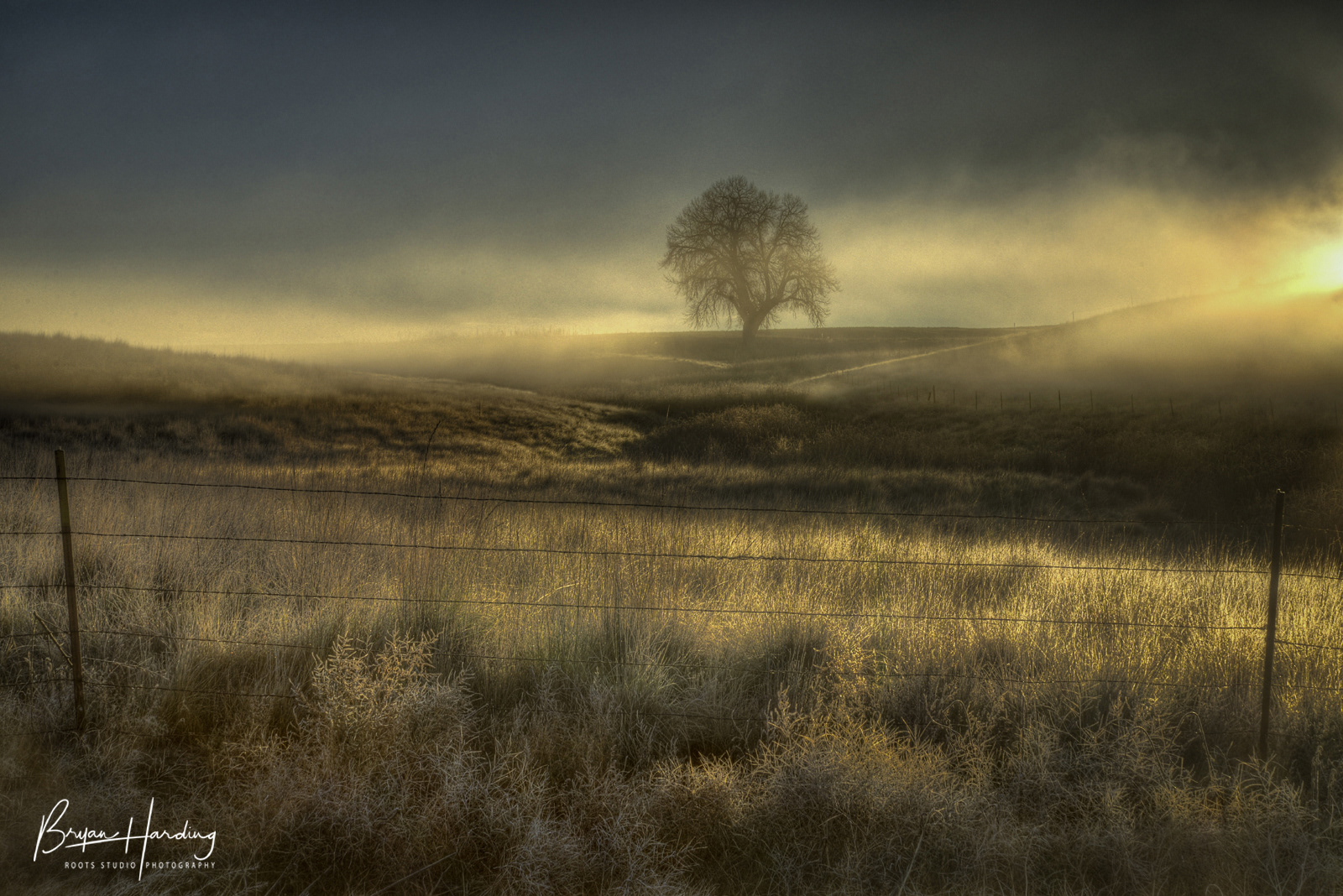 "Shaking Off the Fog" - Weld County, Colorado