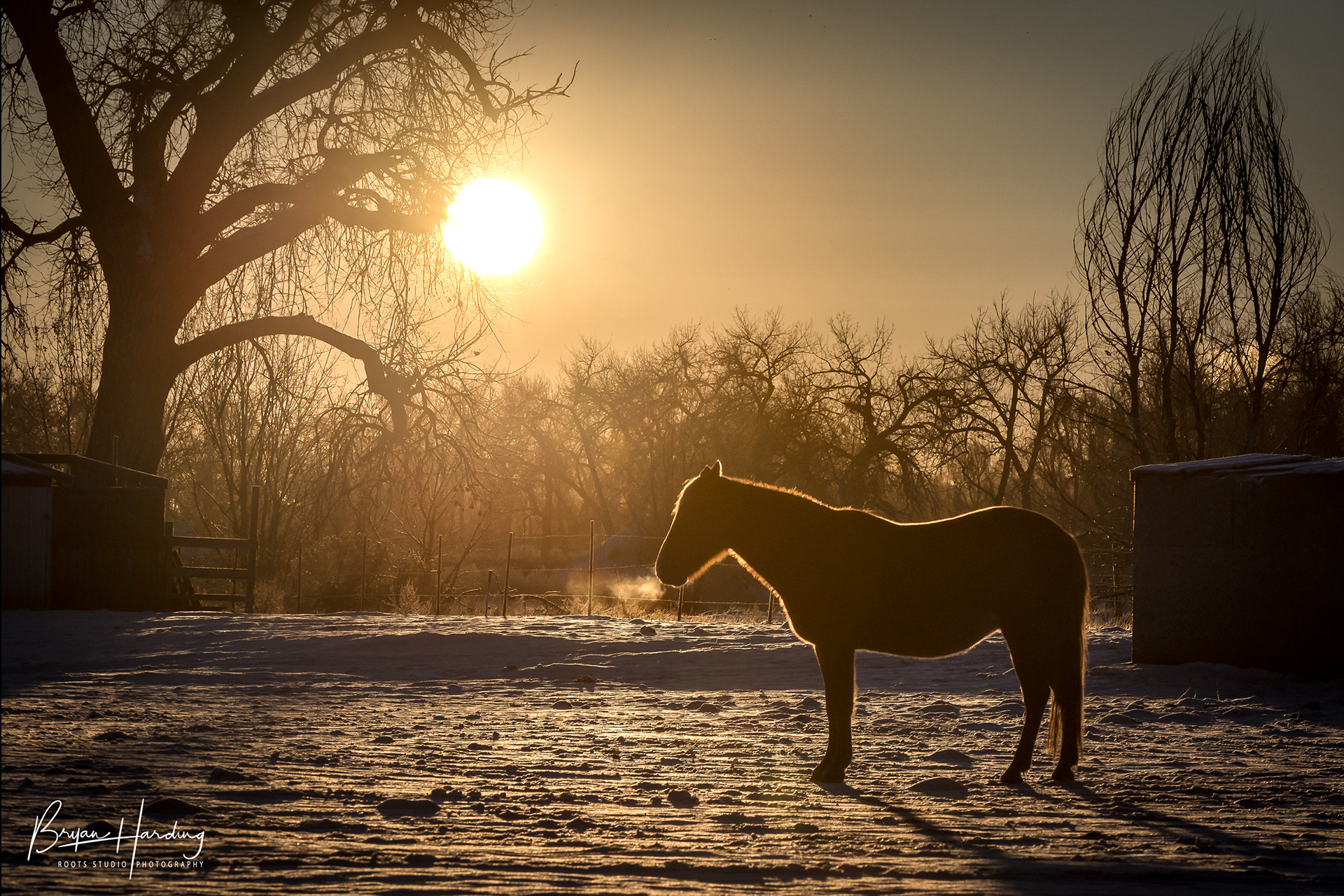 "In the Frigid Morning Mist" - Larimer County, Colorado