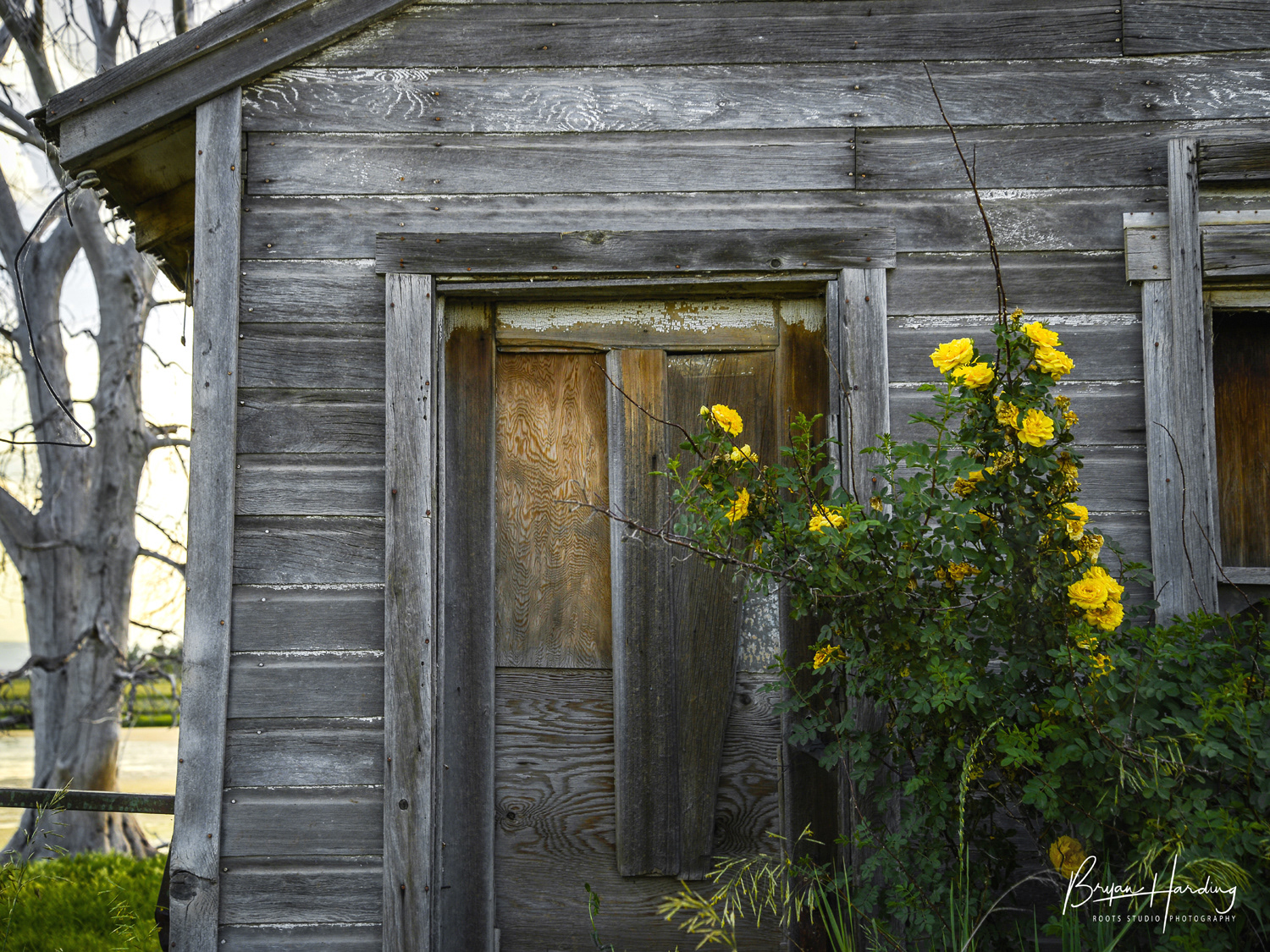 "Rose of Abandonment" - Weld County, Colorado