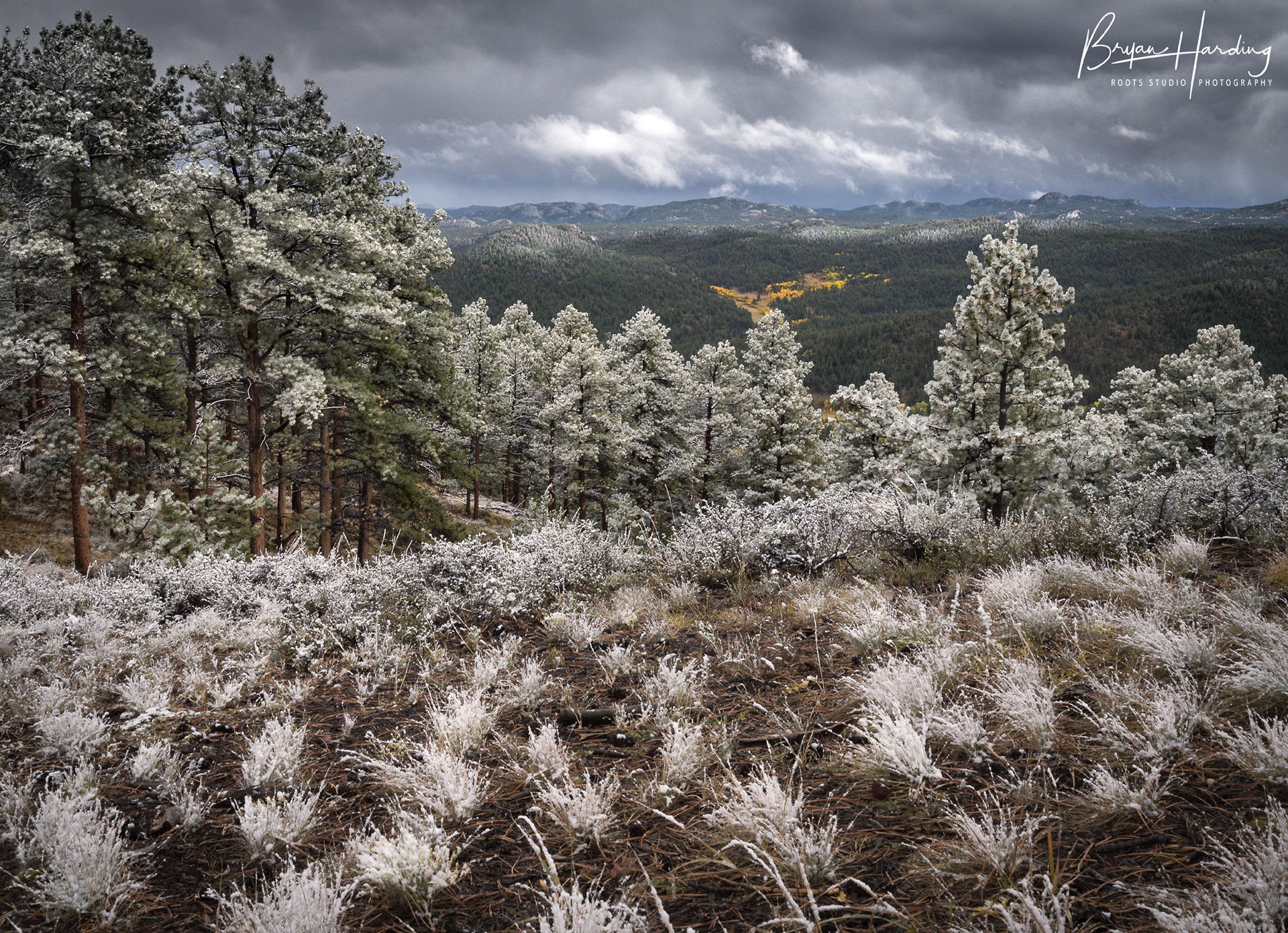 "Frosted Flakes" - Red Feather Lakes, Colorado