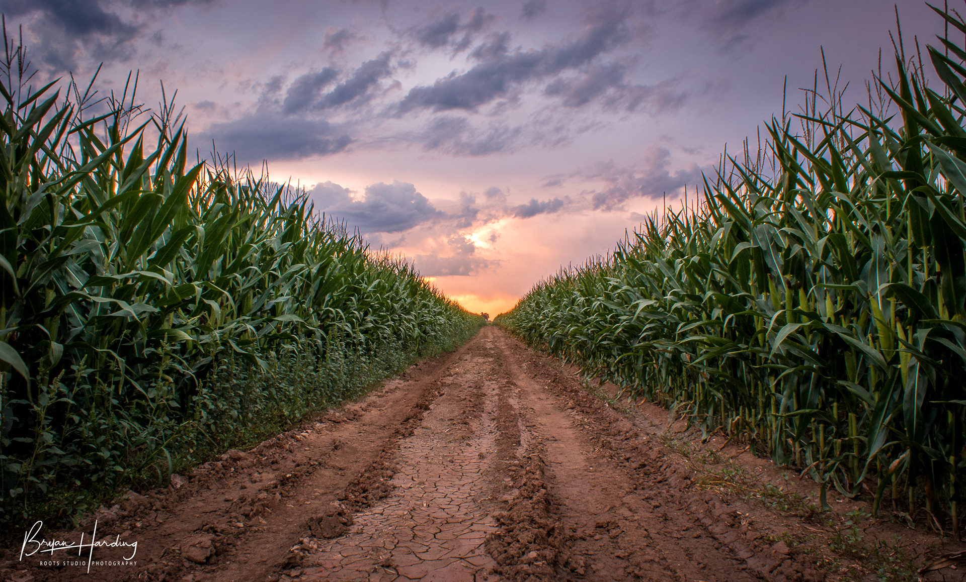 "Vanishing Cornspective" - Weld County, Colorado