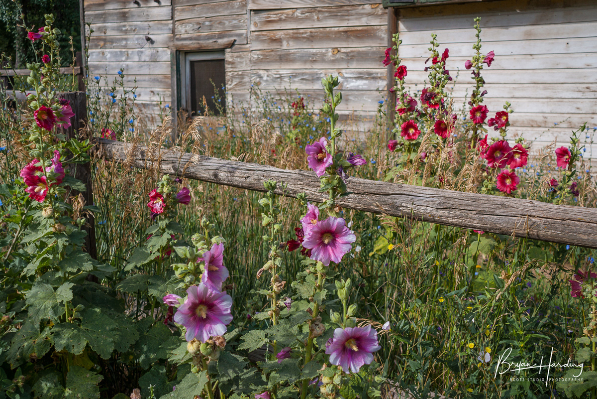 "Hollyhock Hoedown" - Eldorado Springs, Colorado