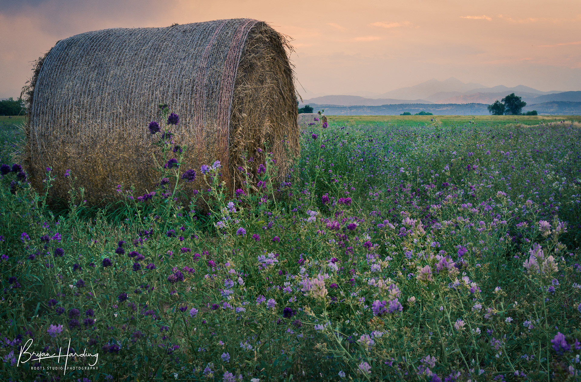 "Agricultural Romantic" - Berthoud, Colorado
