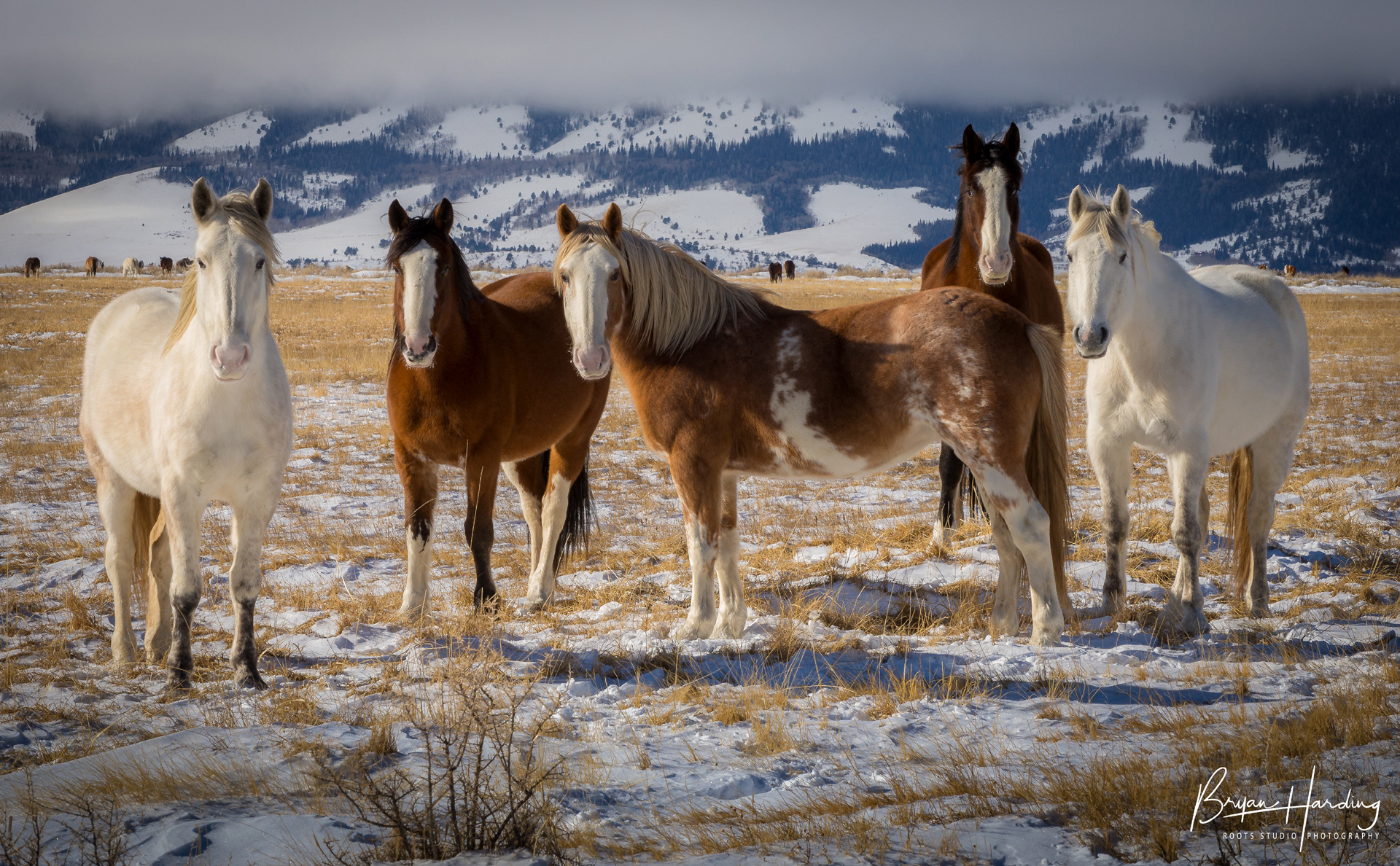 "Western Family Portrait" - Albany County, Wyoming