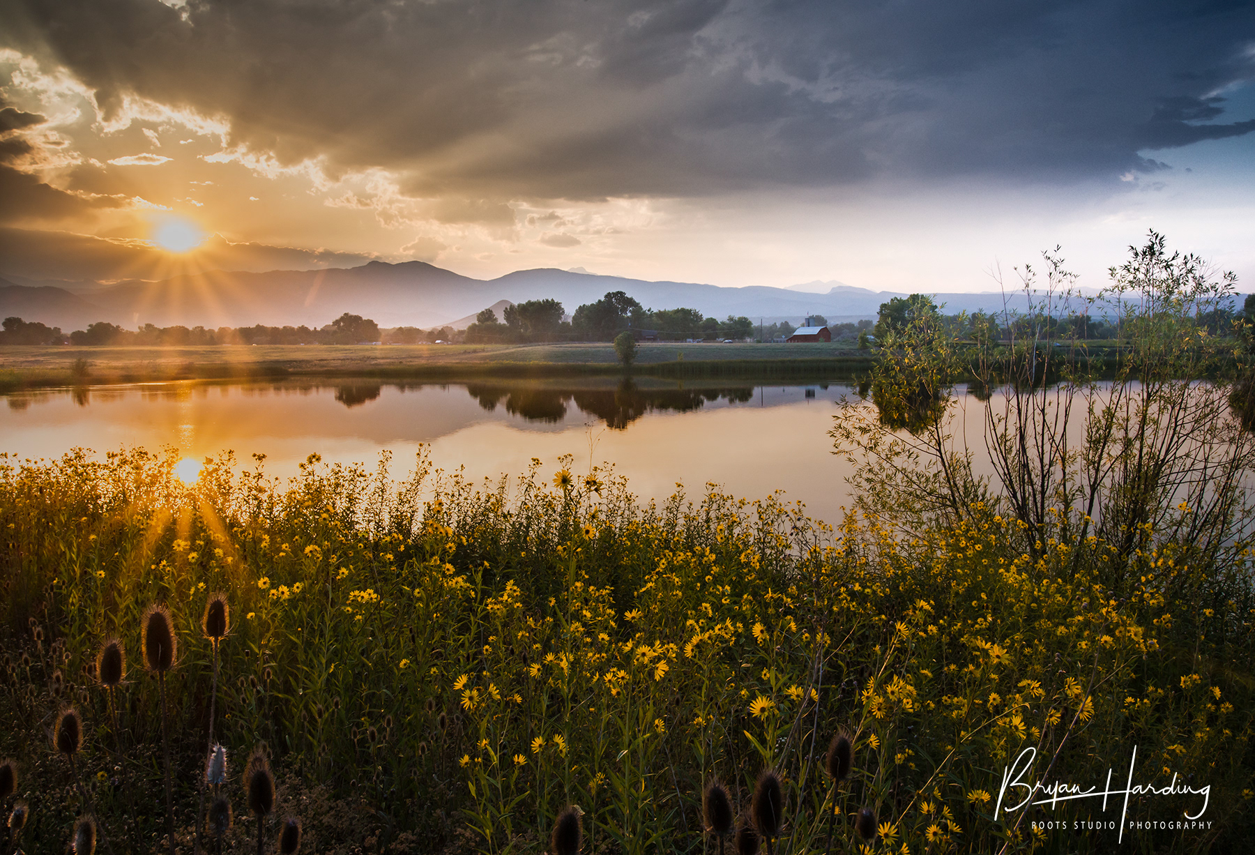 "Summer in Bloom" - Dodd Reservoir - Niwot, Colorado