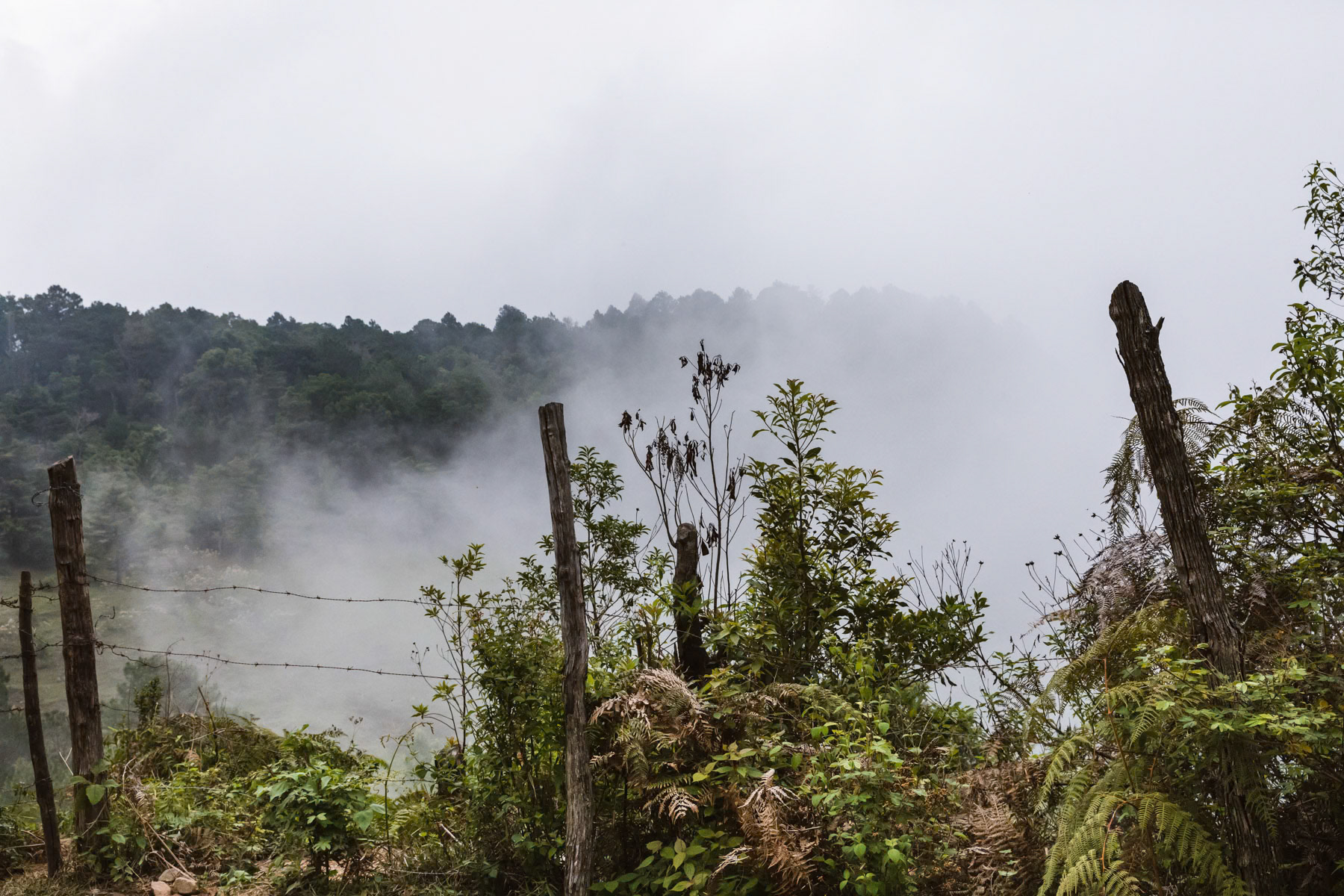 High altitude coffee plantation. Due to climate change and rising temperature coffee producers plant the coffee at higher altitudes sometimes higher than 2000m what would have been unimaginable 25 years ago. El Pital mountains, Los Planes in San Ignacio region, El Salvador, April 2019