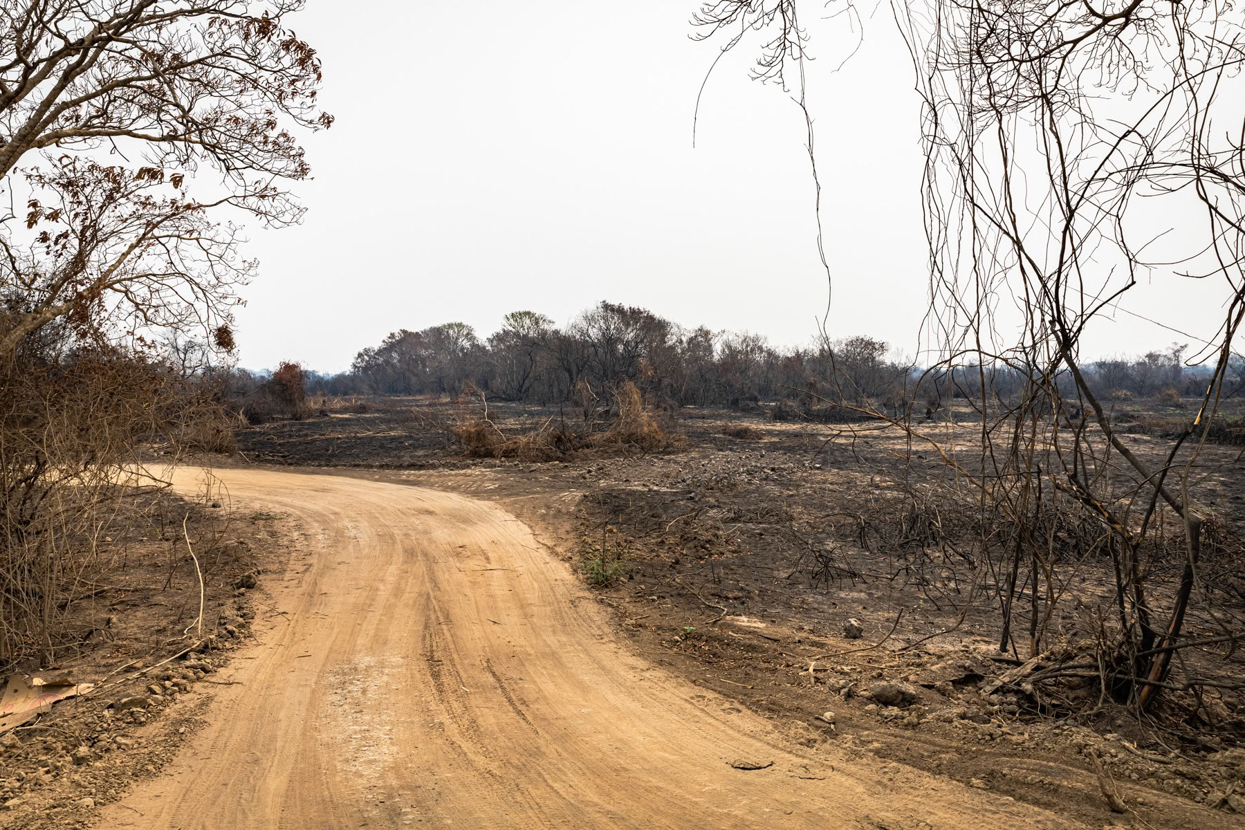 The Pantanal natural reserve is the world's largest tropical wetland and flooded grasslands. This essential ecosystem is under severe treat due to cattle ranching, over fishing, poaching and hunting, pollution from mining and agro-industry, tourism infrastructure and forest fires. In late 2020 more than 25% (more than 25,000 km2) of the wetland's fauna was destroyed by wild fires due to climate change and arson. Pantanal, Mato Grosso, Brazil, October 2020
