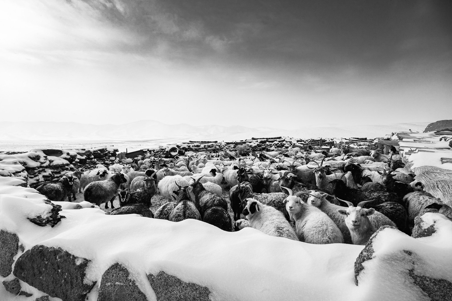 Survival in the Gobi is a collective effort for both man and animals. Herder's camp in the Mongolian Gobi desert, December 2025