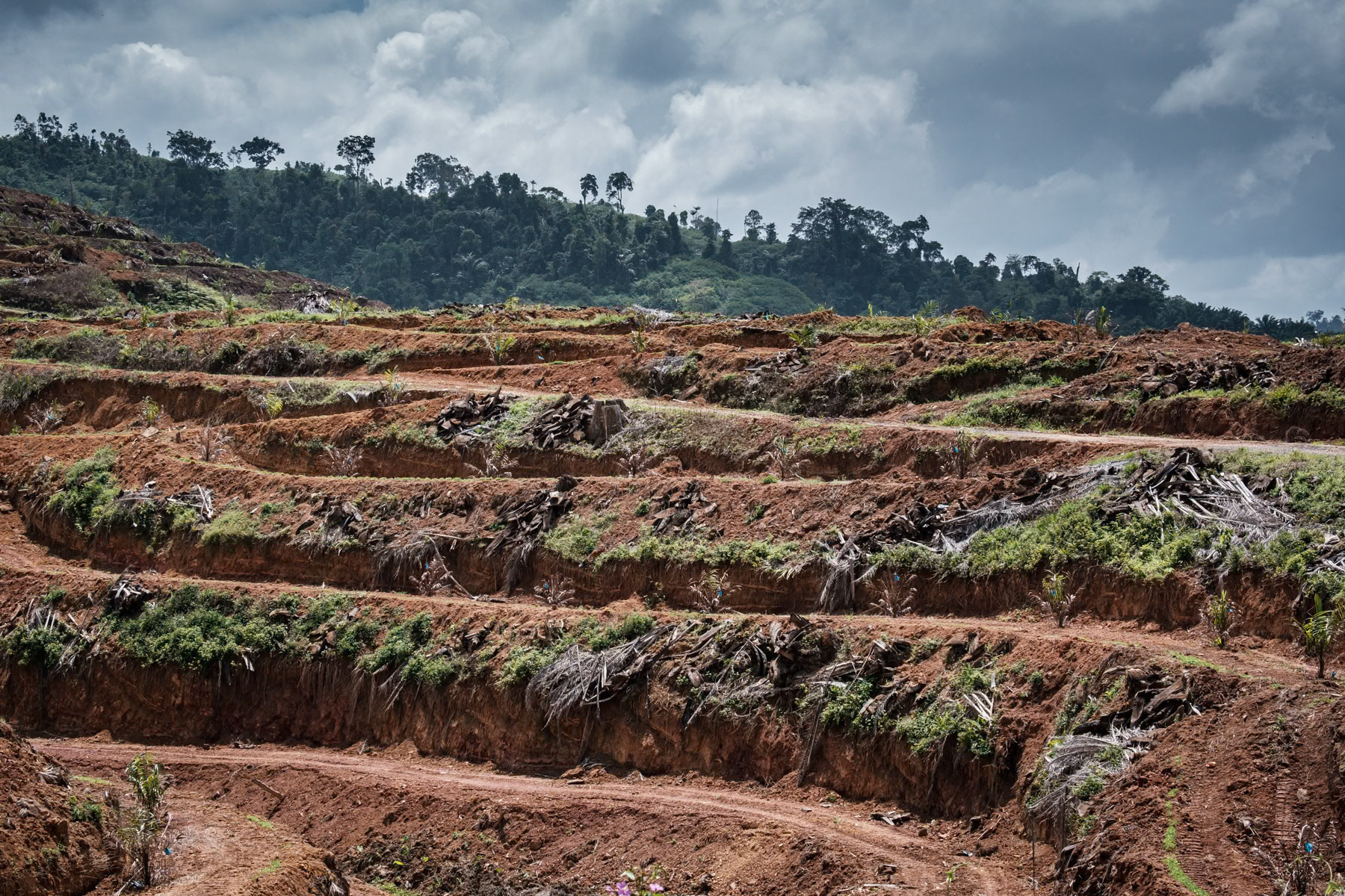 Palm oil plantations that are replacing primary rainforest at an alarming rate, destroying eco systems and the livelihood of indigenous communities that used to live in the rainforest. Road to Kuala Koh, Kelantan, Malaysia, February 2020