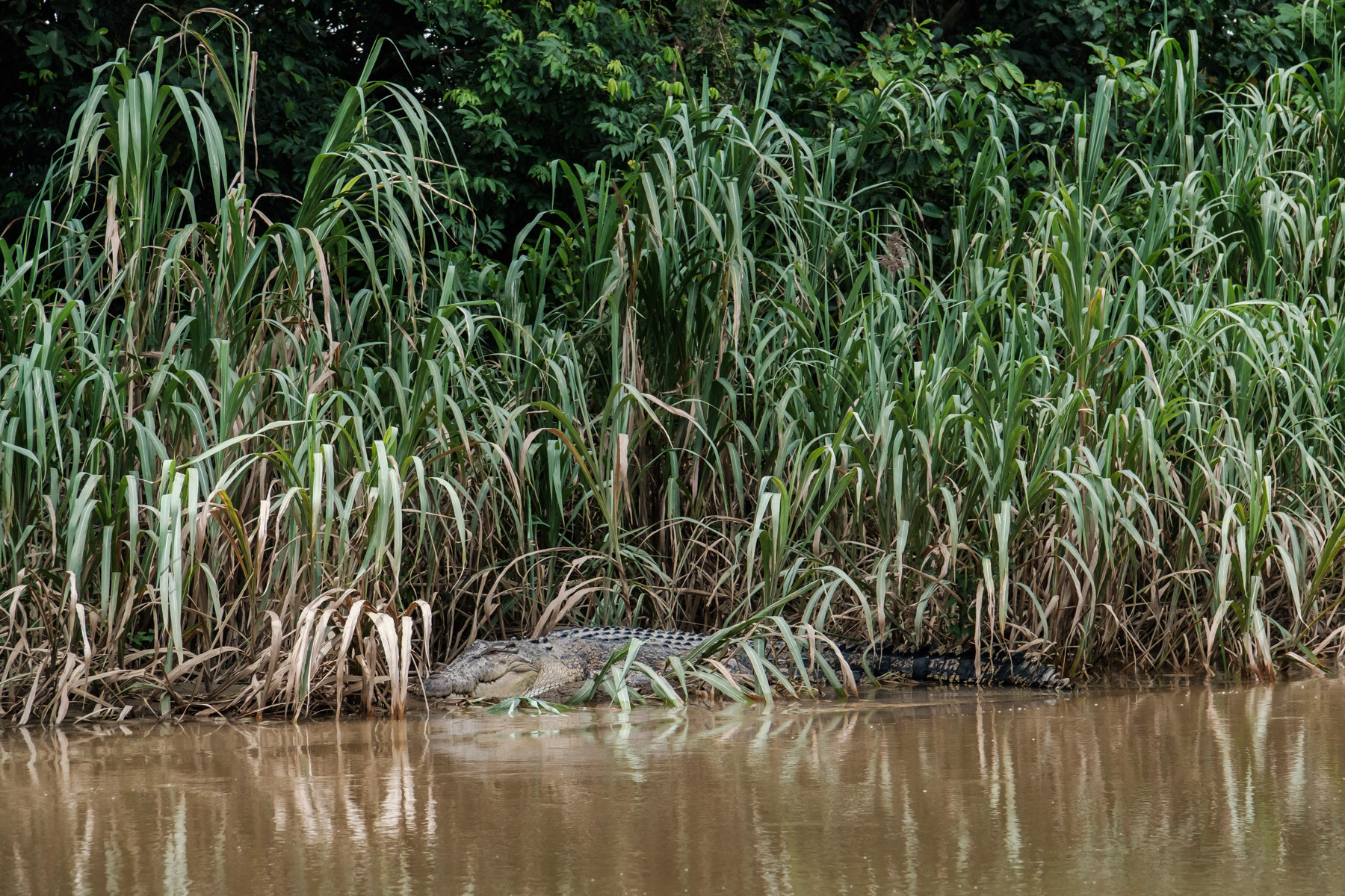 Saltwater crocodile in the Kinabatangan river in the Tungog rainforest of Borneo. Sabah, Malaysia, February 2024