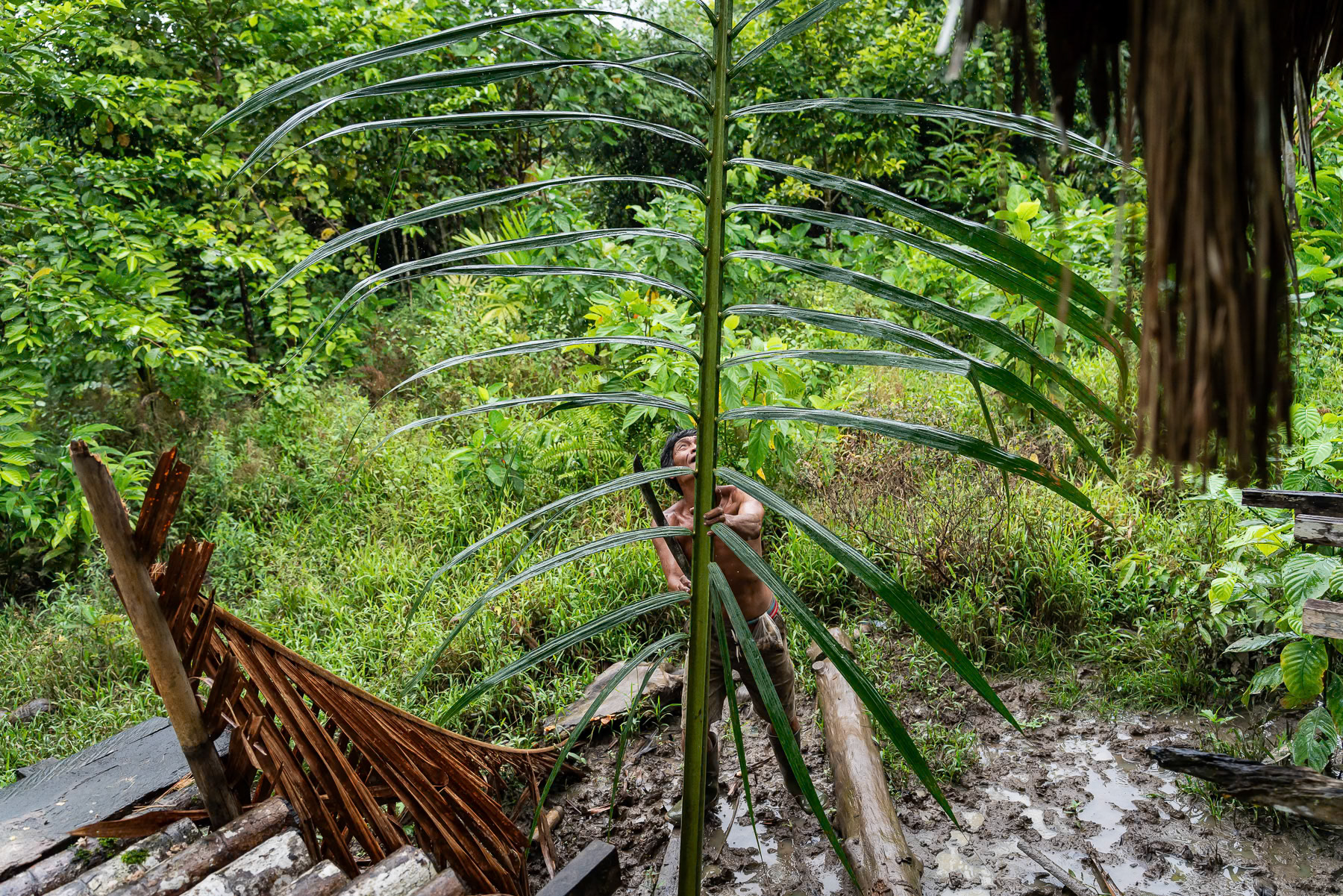 Mentawai people live in complete harmony with the nature and maintain a semi nomadic lifestyle deeply connected with their environment. Siberut rainforest, Mentawai islands, Indonesia, December 2024