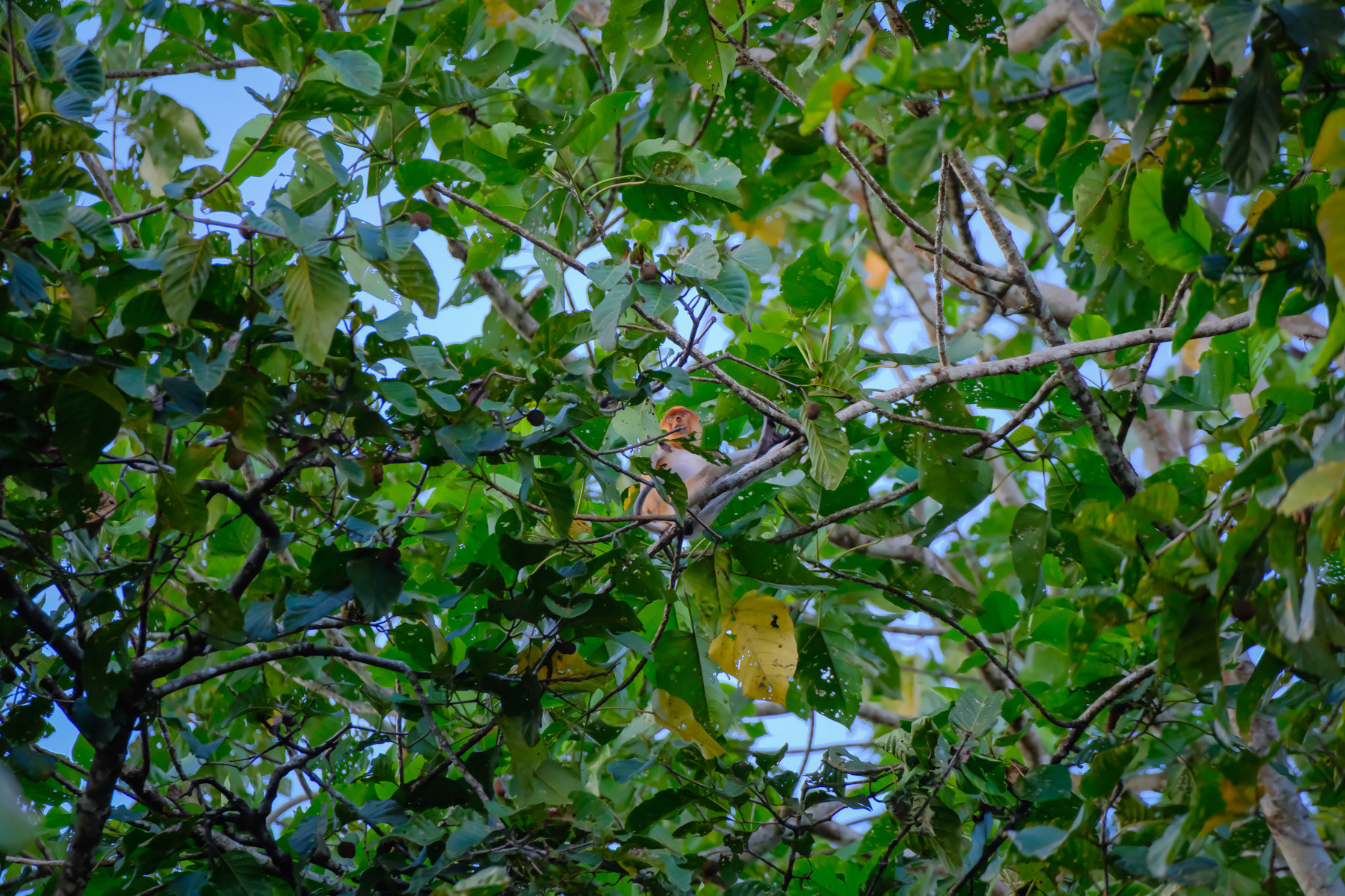 Proboscis monkey in his natural habitat of the Borneo rainforest. Ever expanding palm oil plantations are endangering their natural habitat and may soon reach a point of no return. Kinabatangan, Sabah, Eastern Malaysia, February 2024