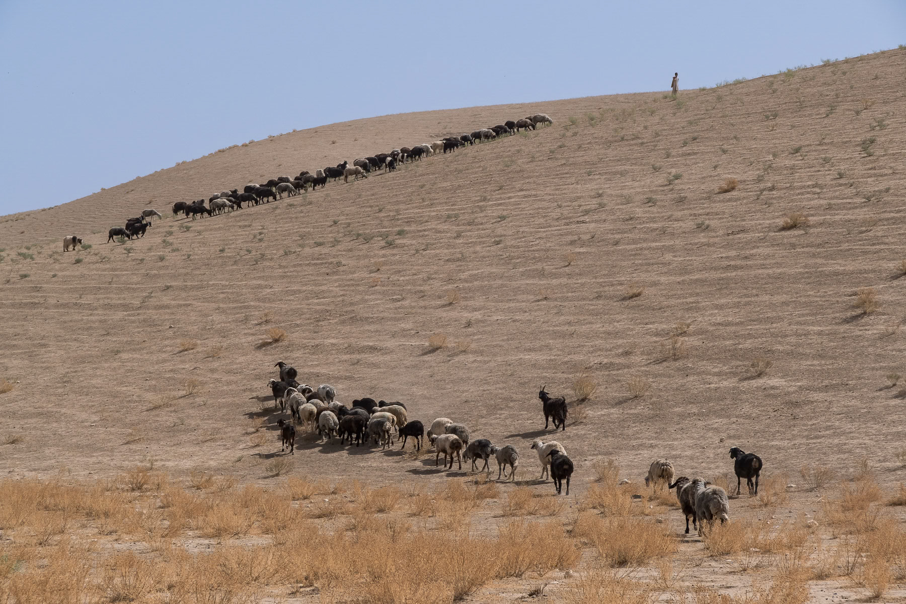 Shepherds guide their flocks across arid landscapes, tirelessly seeking patches of grass and water amidst the unforgiving environment and temperatures exceeding 48 celcius. Sulgara Valley, Balkh in northern Afghanistan, September 2024