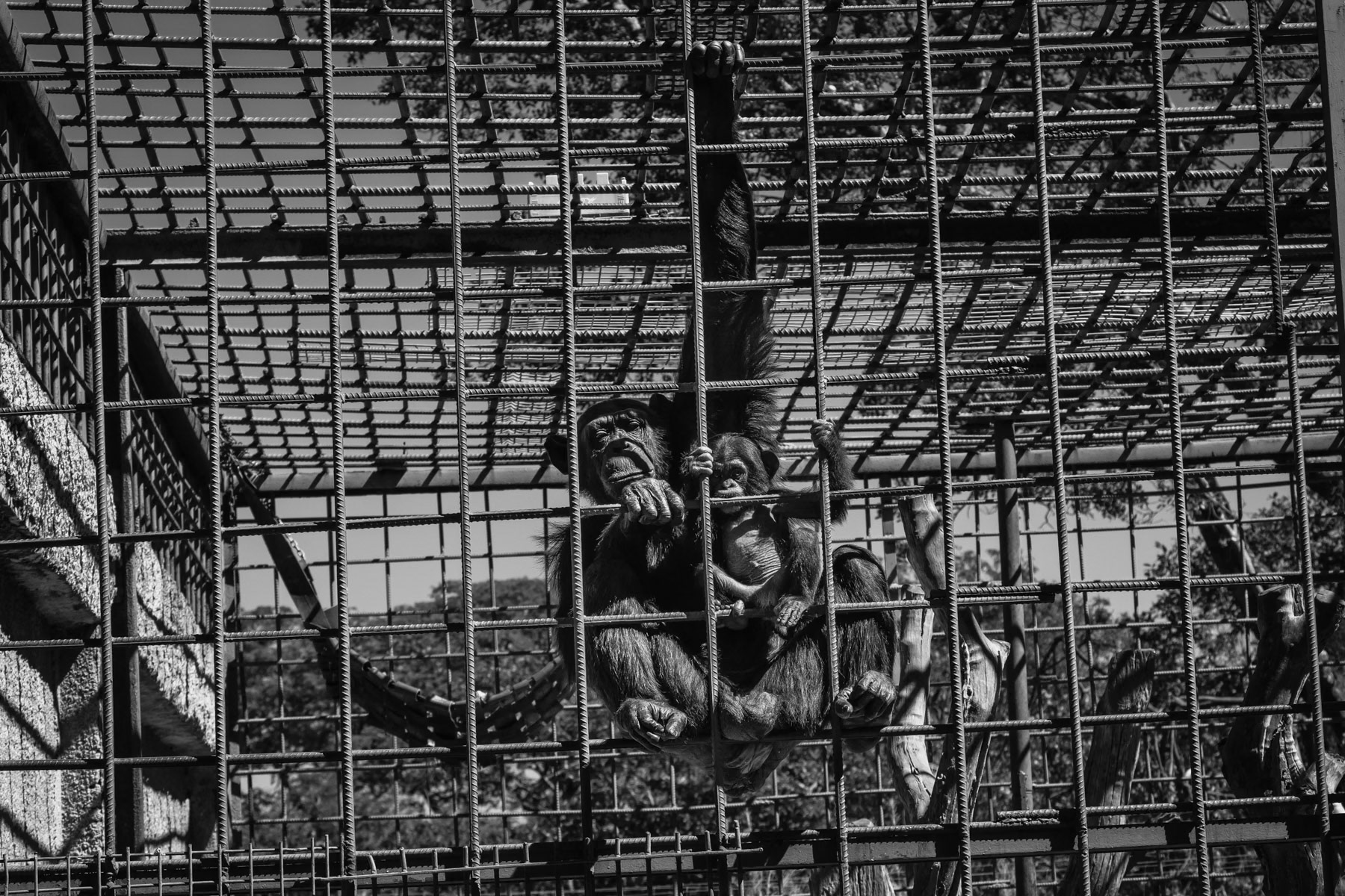 Chimpanzee and her sibling at an orphanage serving as shelter and sanctuary for animals that were removed from their natural habitat and later abandonned. Chimfunshi, Chingola, Zambia, May 2021
